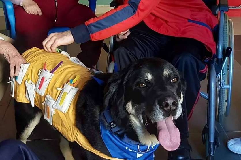 Terapias asistidas con perros, ideales para tratar la discapacidad intelectual, por la Asociación Española de Perros de Apoyo