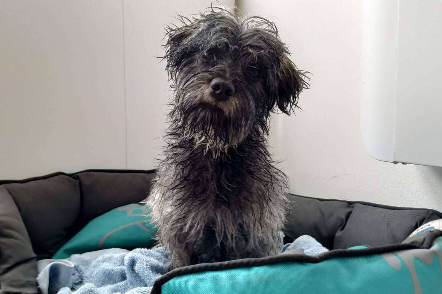 Tratar la ansiedad en perros por separación, con la ayuda de Asociación Española de Perros de Apoyo