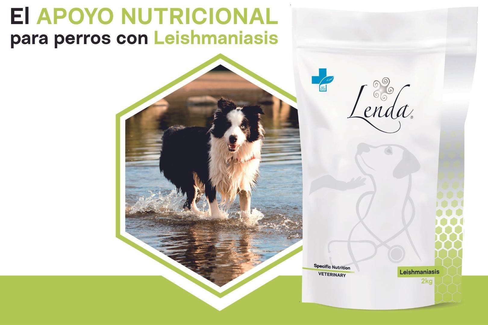Lenda, prevenir parásitos externos perros en verano