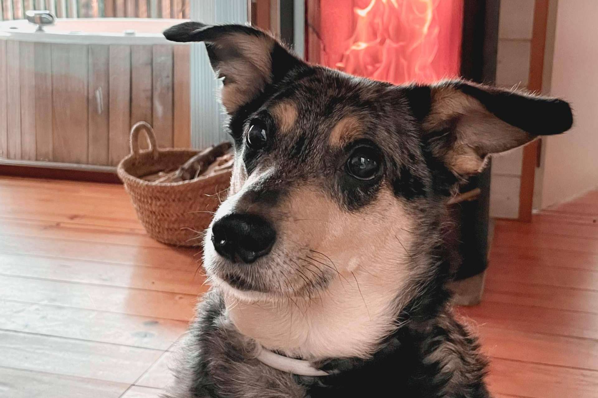 Cómo ayudar a los perros reactivos, por Ulises y Argos