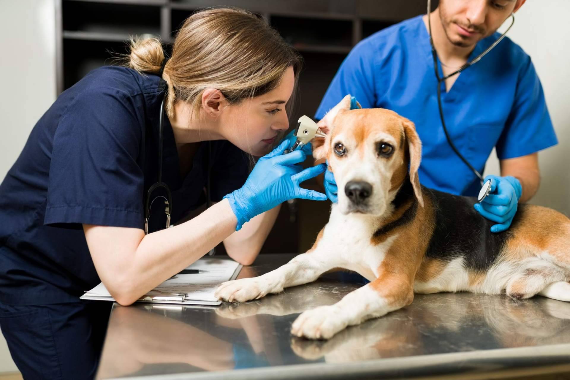 ¿Qué cubre el seguro veterinario de Barkibu?