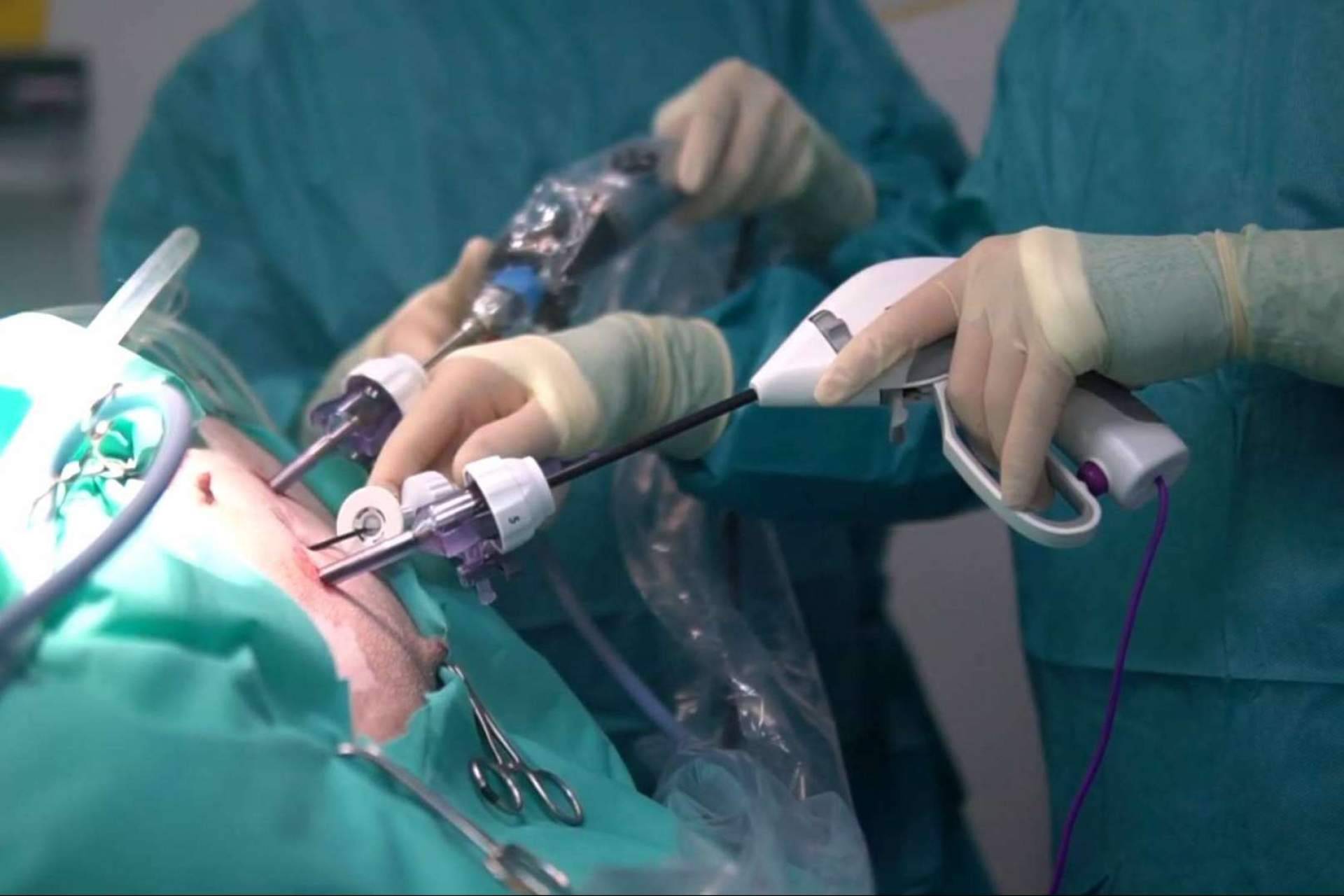 La excelencia en esterilización por laparoscopia para mascotas de Hospital Privet