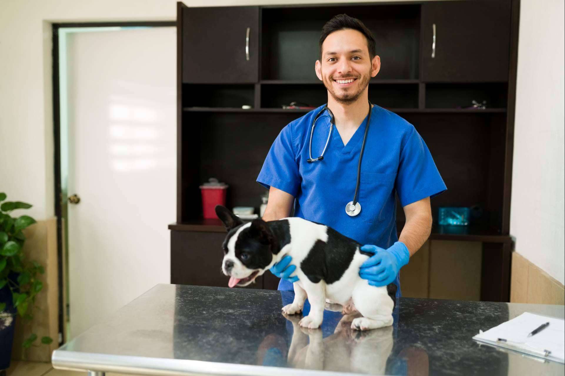 Los seguros de mascotas de Barkibu para perros y gatos