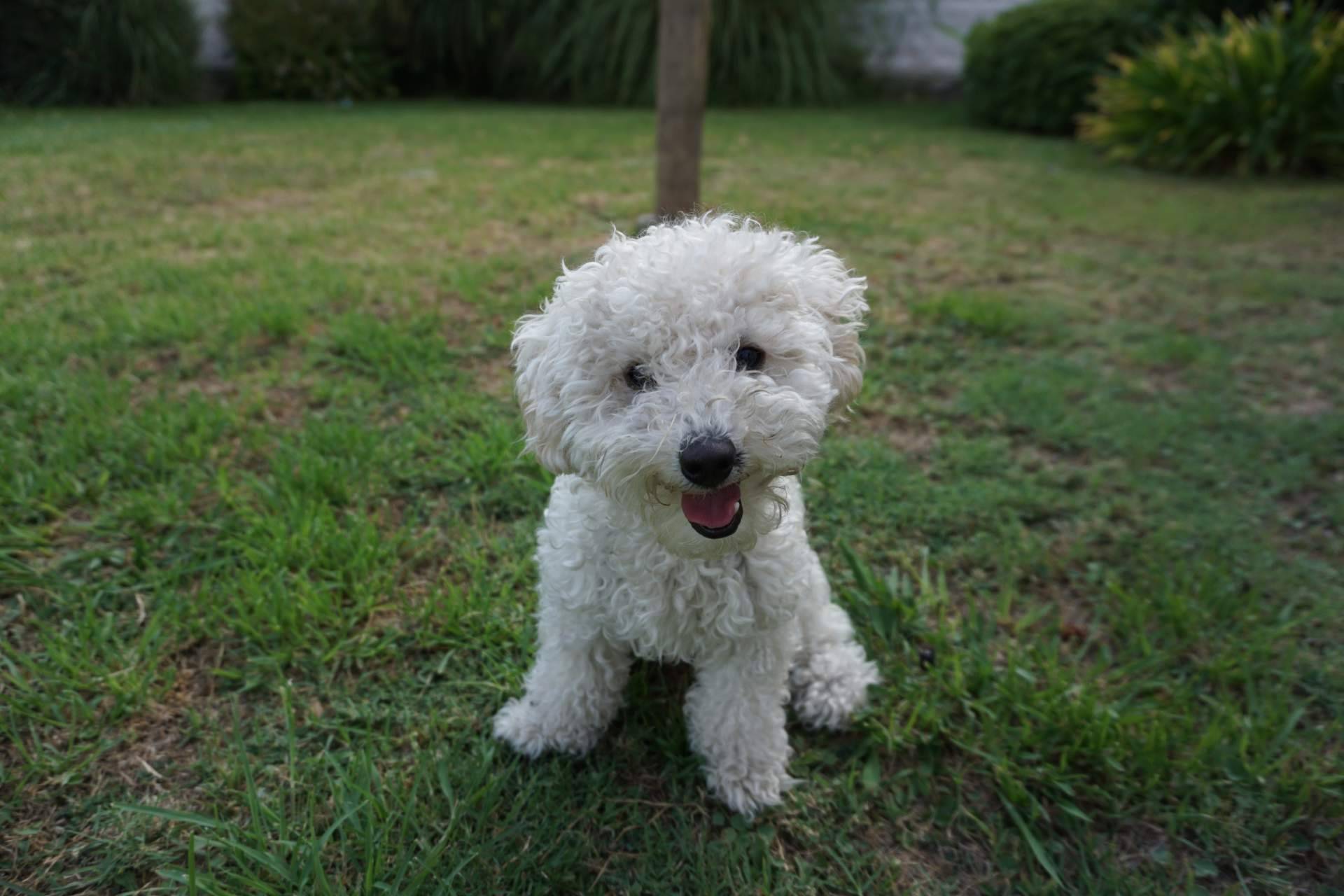 Todo lo que hay que saber acerca de los perros caniches, de la mano de DeCaniches.com