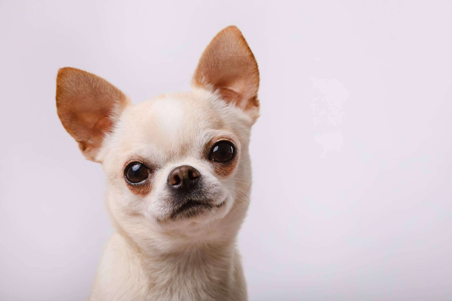 Algunas de las características sobre los chihuahuas, por Cachorros del Valle