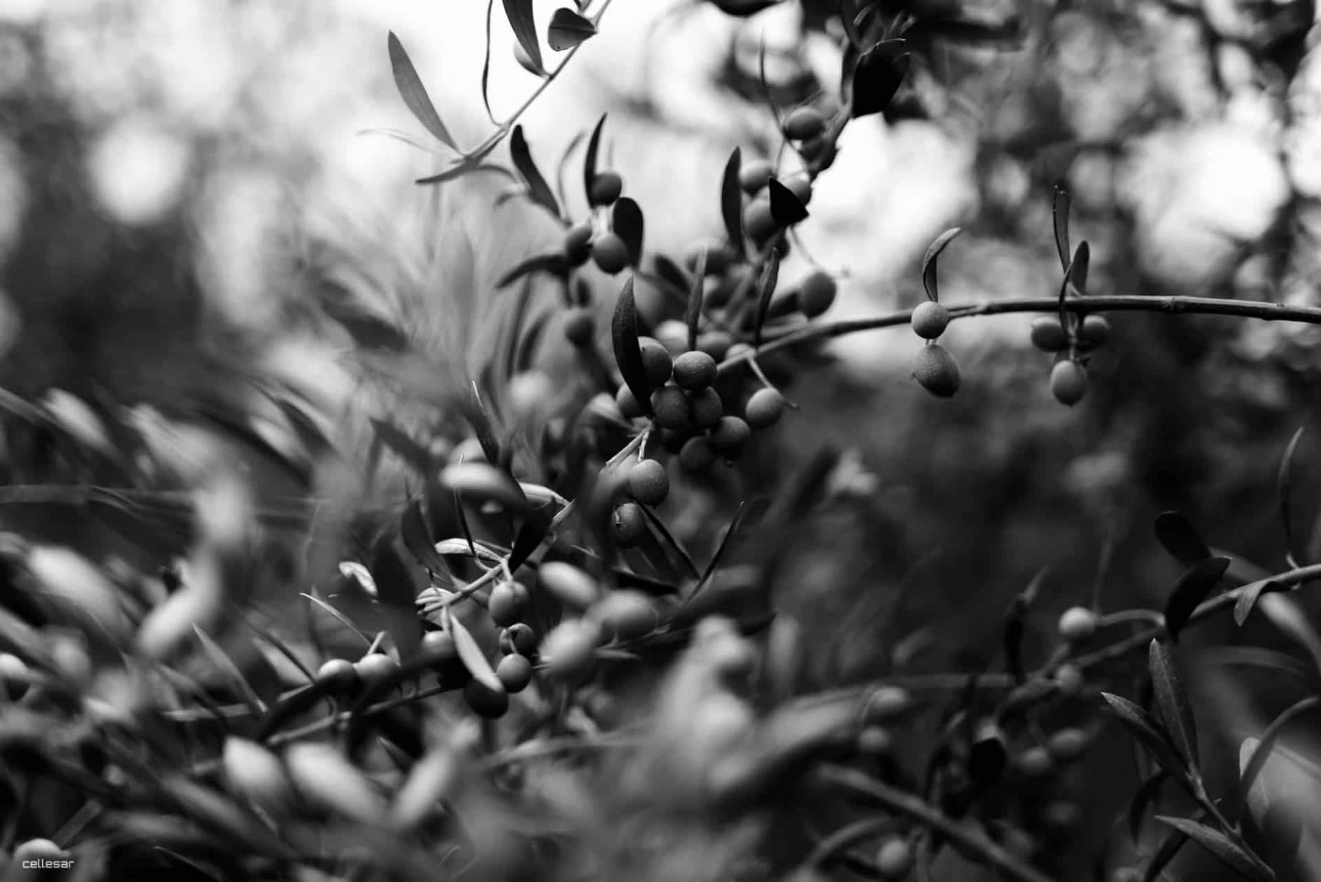 Cuáles son los beneficios del AOVE para la salud, por Aceites La Matilla