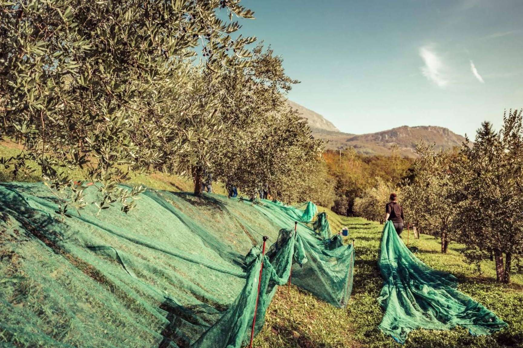 Vareadores para recolección olivar, de la mano de Agrocor