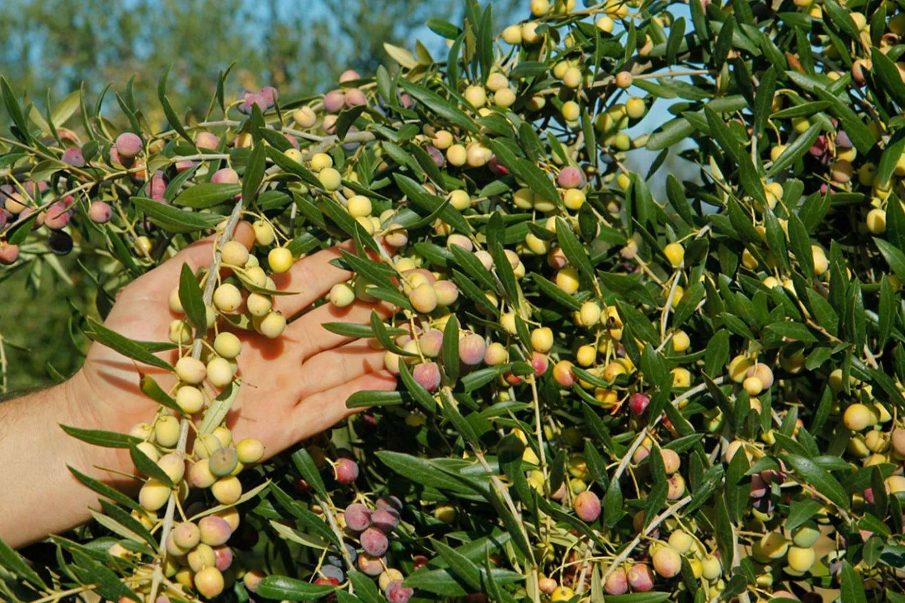 Los beneficios de las aceitunas arbequinas para la salud