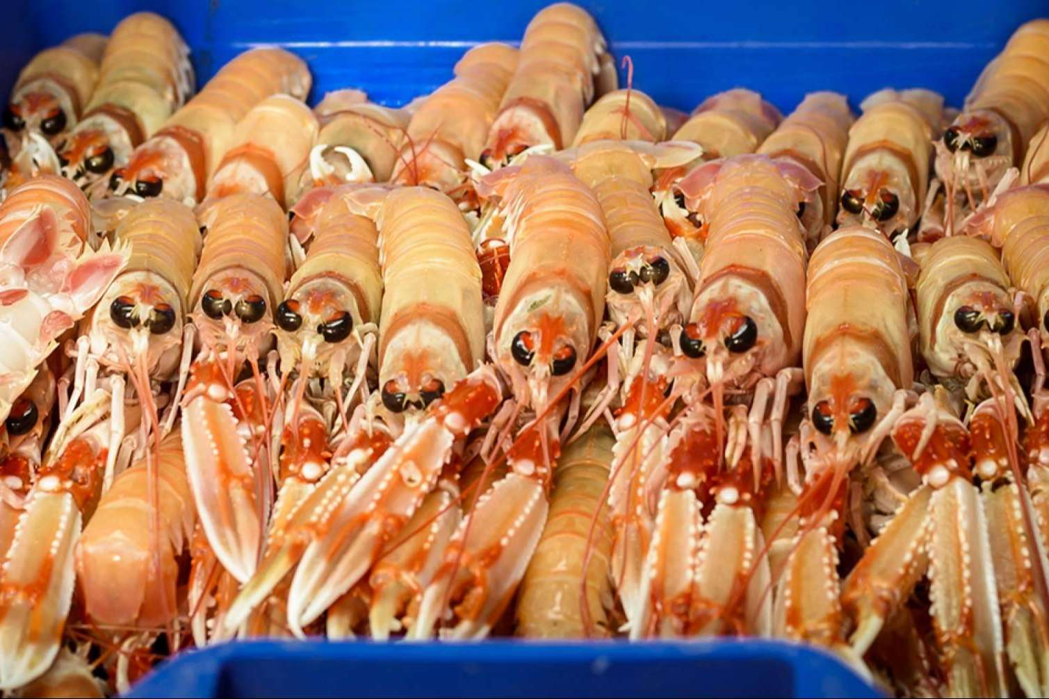 Comprar marisco para Navidad, las ventajas de comprarlo con anticipación a las fechas claves