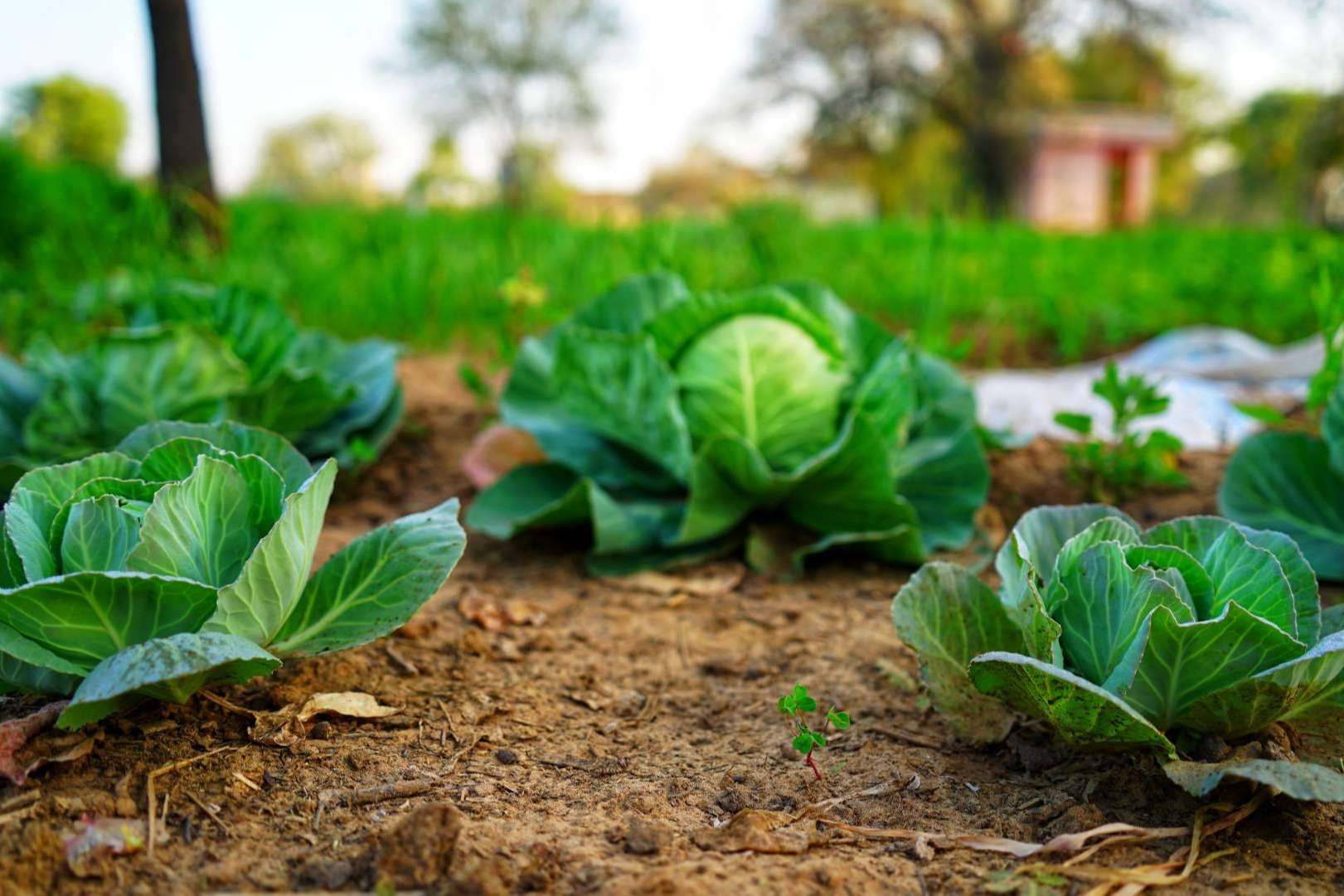 Suministros ecológicos y asesoramiento agrícola para cuidar y potenciar los cultivos, SAECO
