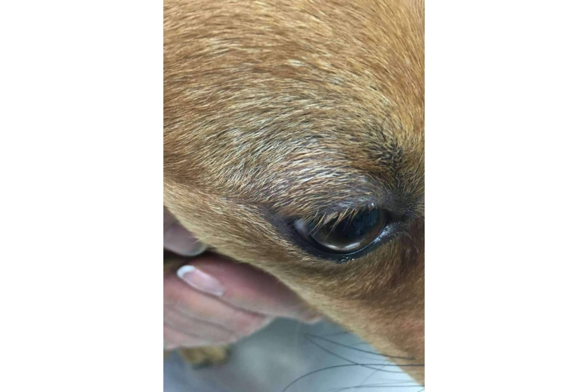 Ozonoterapia veterinaria, garantía de salud y calidad de vida
