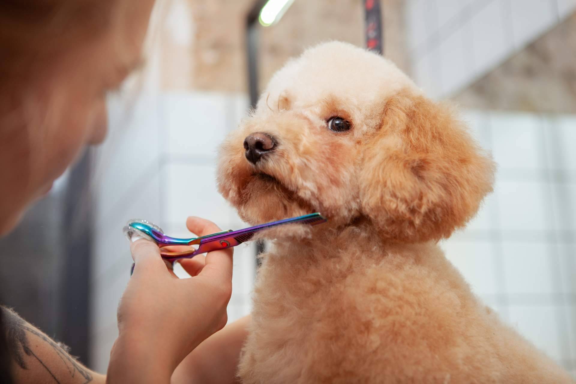La importancia de llevar a los perros de pelaje corto a la peluquería canina y no bañarlos en casa