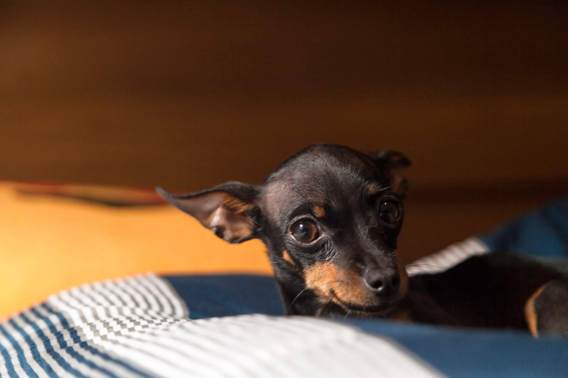 Mini pincher en Cachorros del Valle