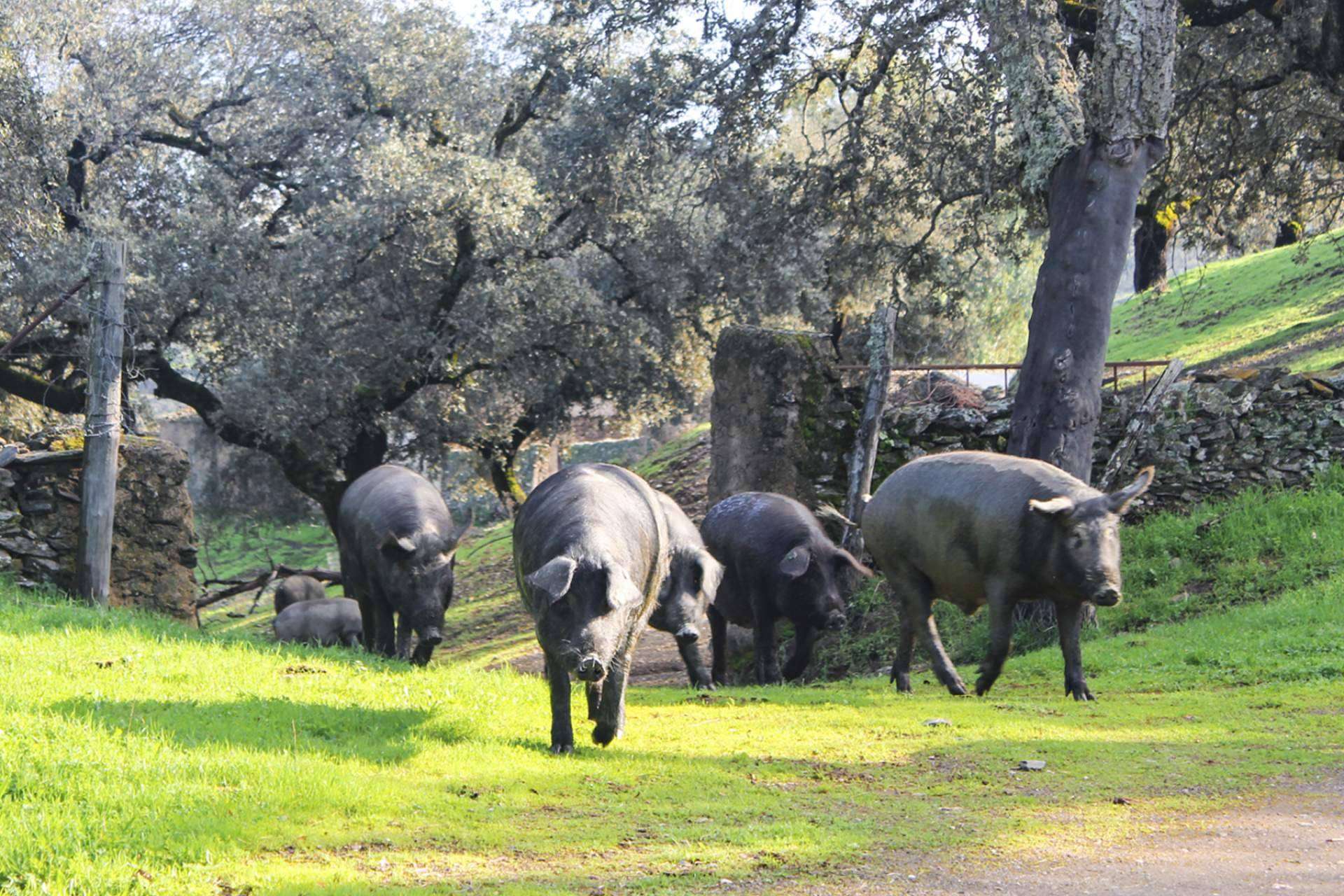 Los embutidos ibéricos de calidad galardonada de Segundín