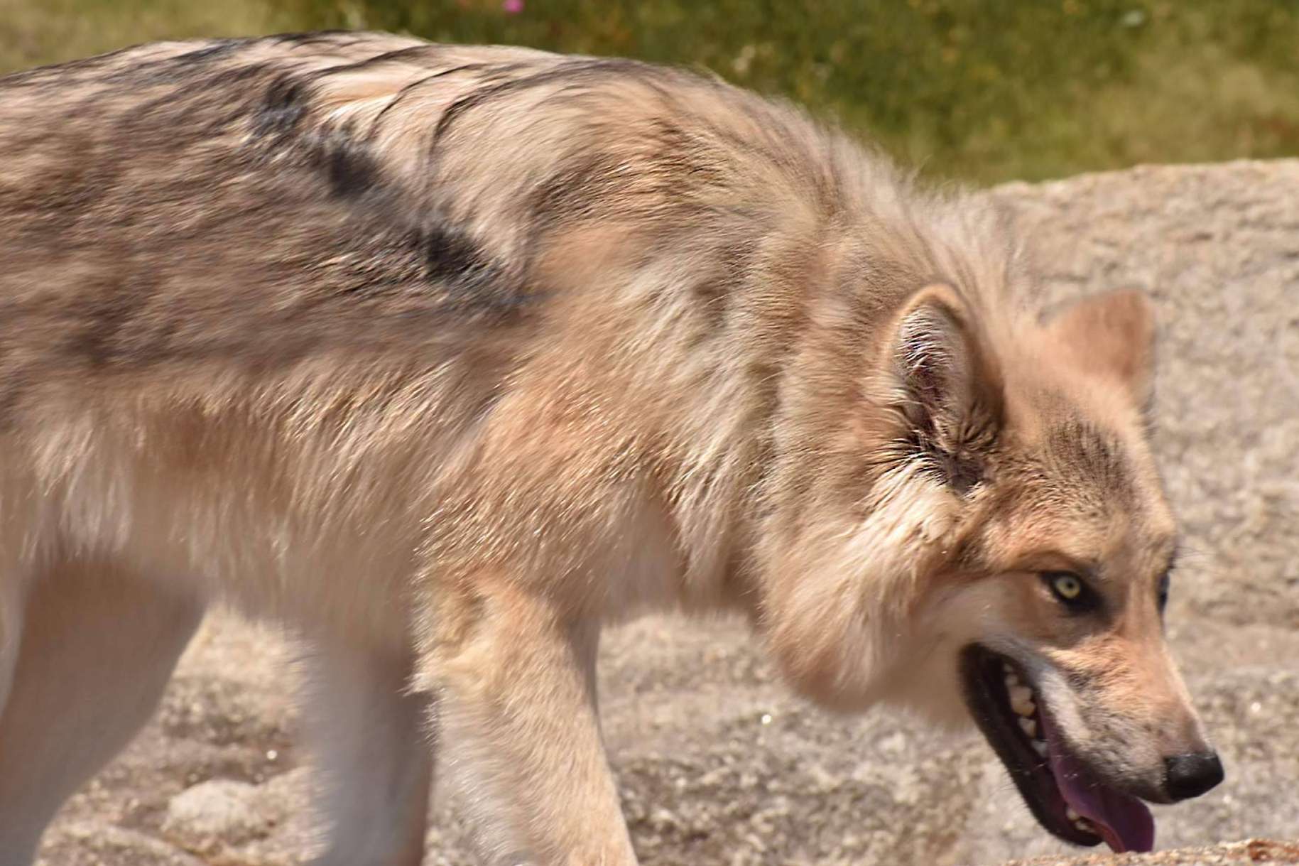 De los mitos y leyendas a las realidades, Wolfdog o Perro Lobo Americano