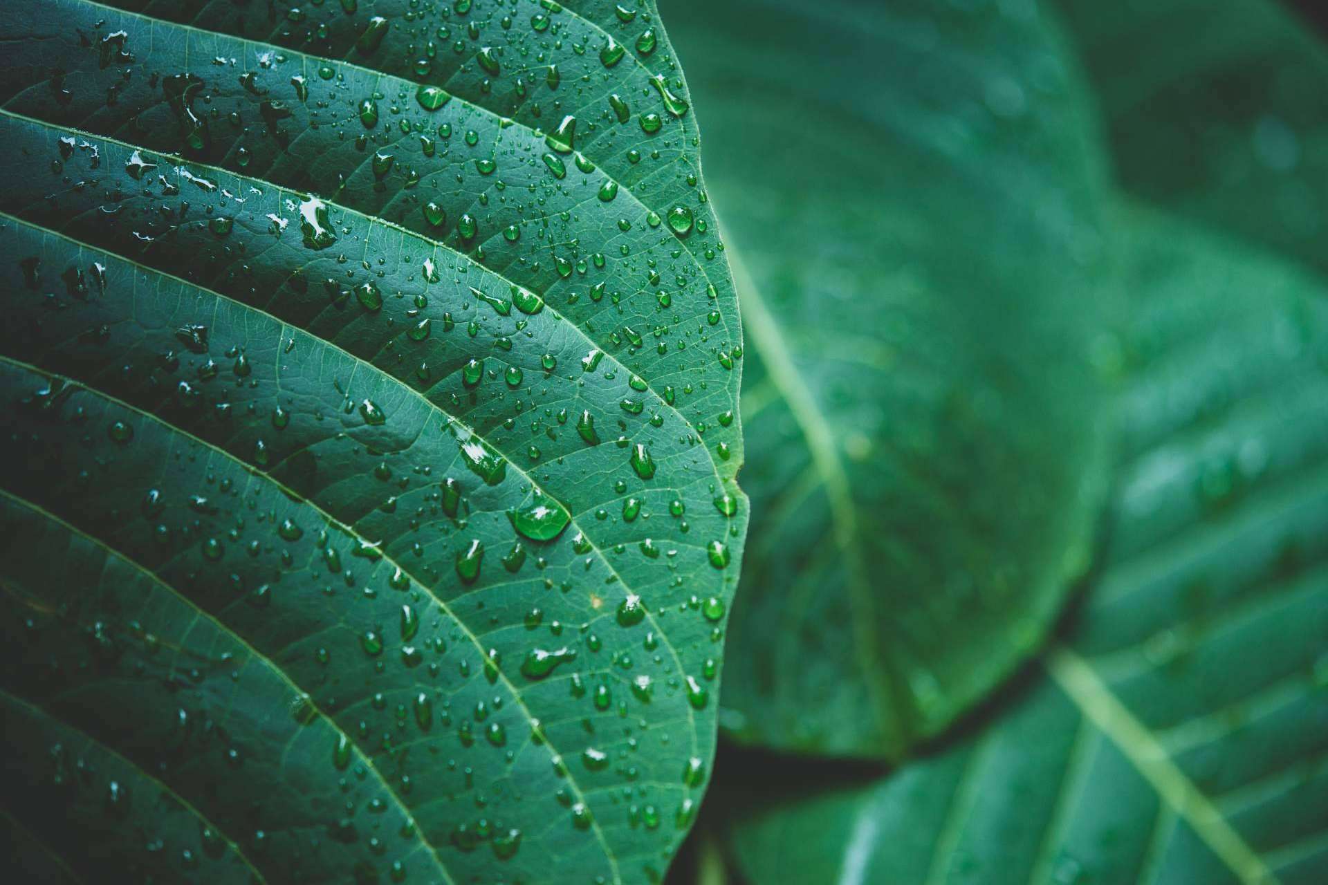 El compromiso de Globales con el medioambiente