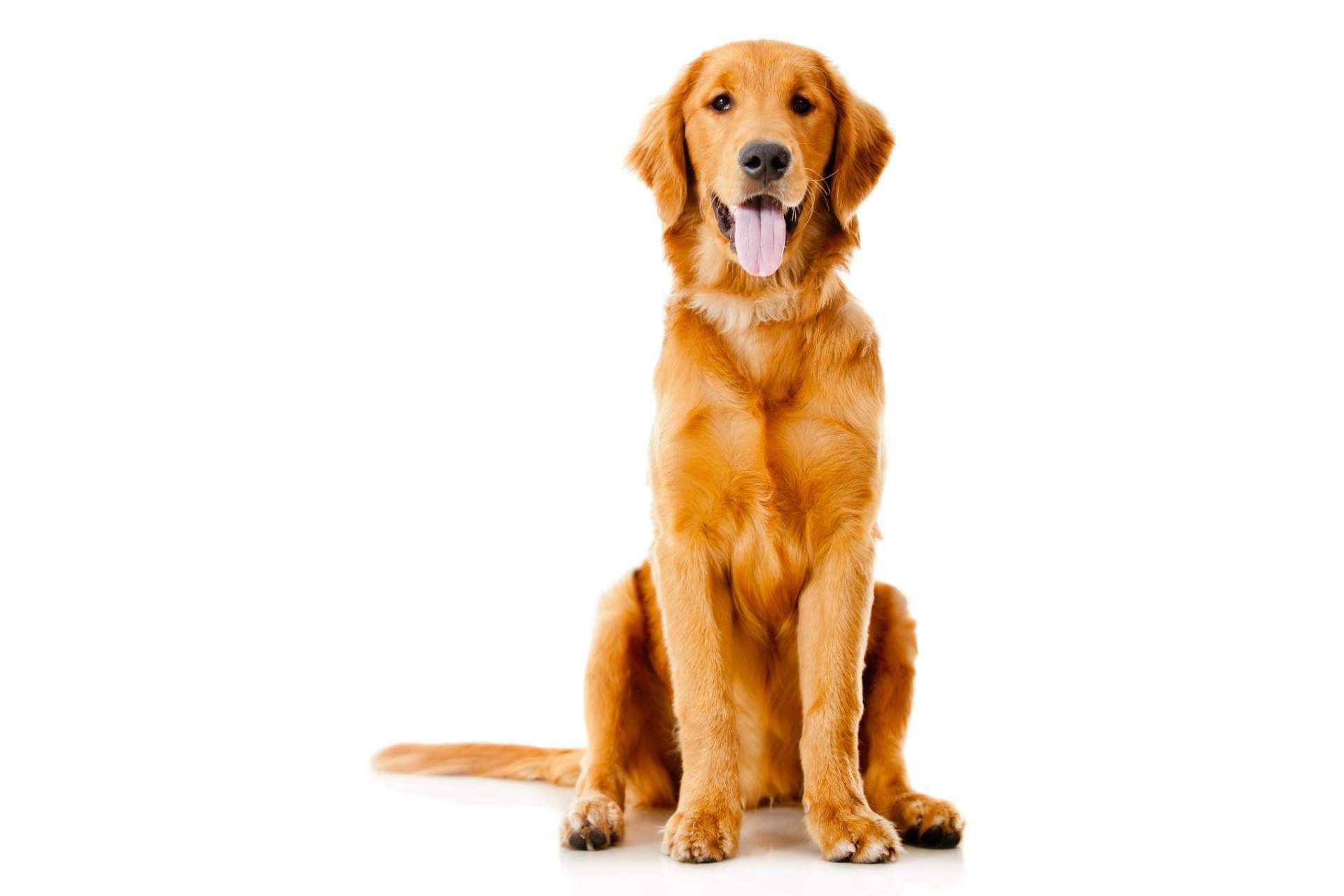 Los piensos para perros y gatos con harina de insectos son más eco-friendly