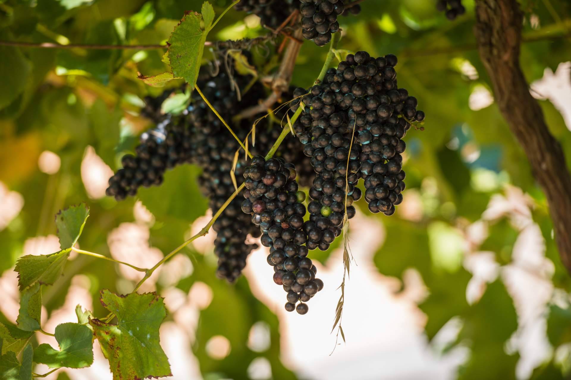 Vinos y bodegas de D.O Rías Baixas que no están disponibles en los supermercados