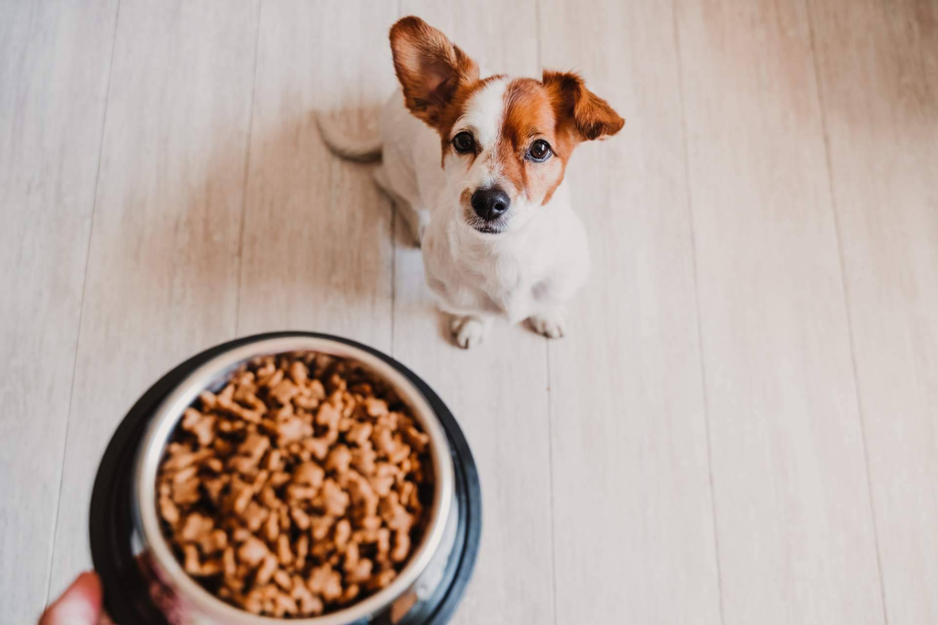 Los snacks naturales que contribuyen al bienestar de las mascotas