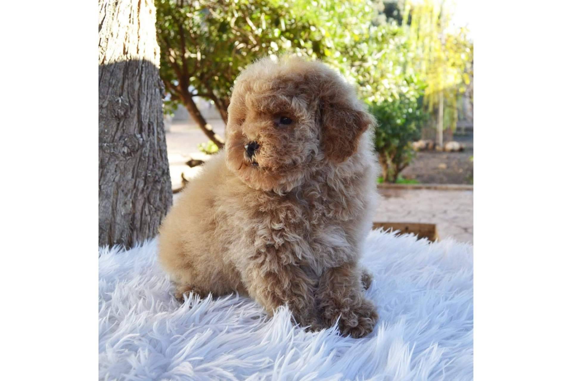 Salud, higiene y peluquería de los cachorros caniche toy, por el equipo de Gallumar