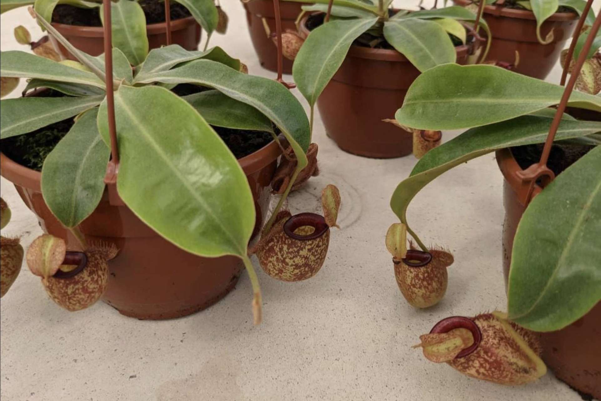 Hacer un regalo diferente con un pack de plantas carnívoras