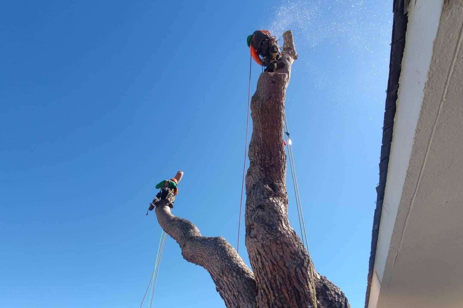 Talas de Árboles ofrece todo el cuidado de un árbol, desde que nace hasta que muere, con su servicio completo de poda y tala