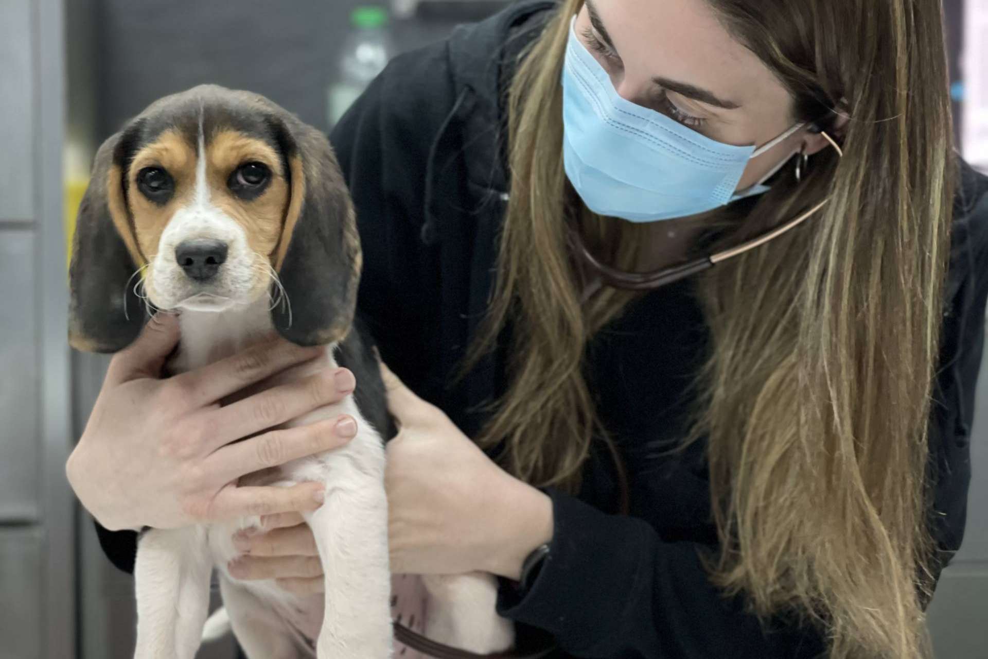 Pack cachorro, un servicio del Hospital Veterinario El Bosque para asegurar el bienestar de los animales
