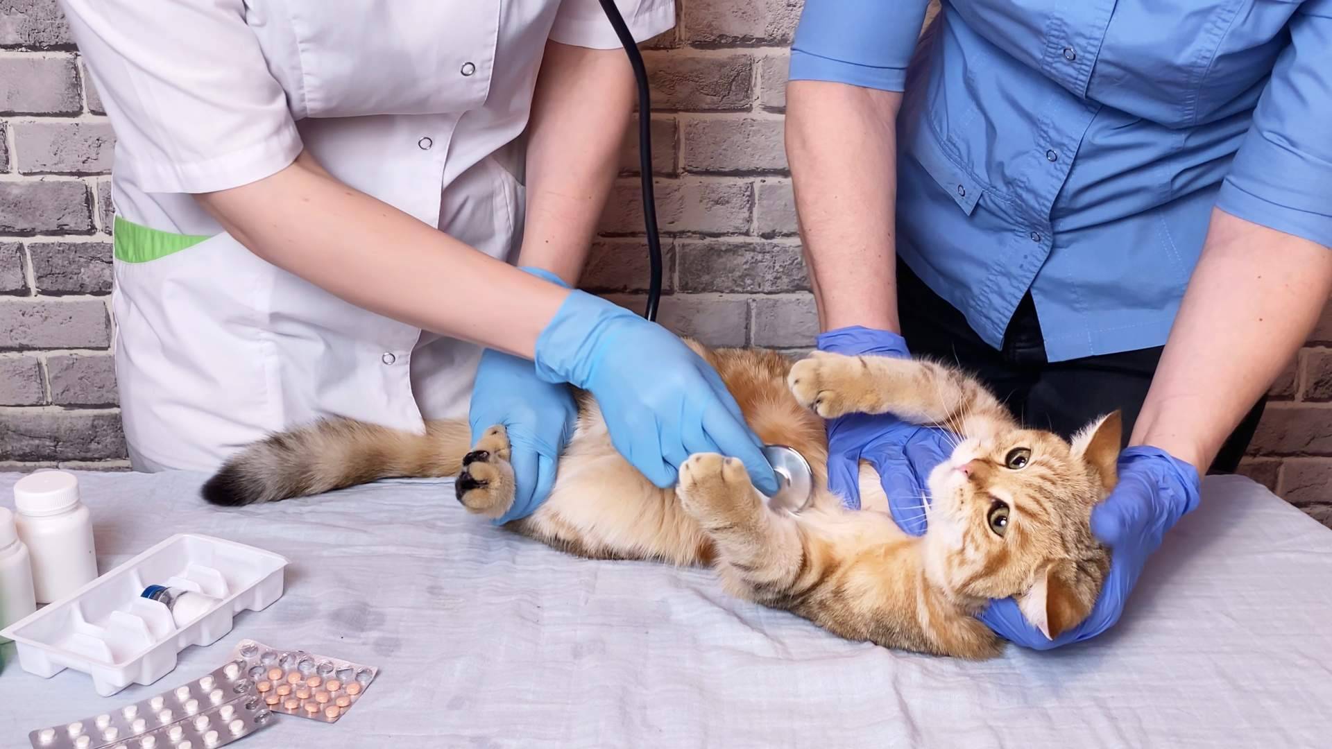 ¿Cómo elegir la tipología de curso de auxiliar de veterinario?, por VetFormación