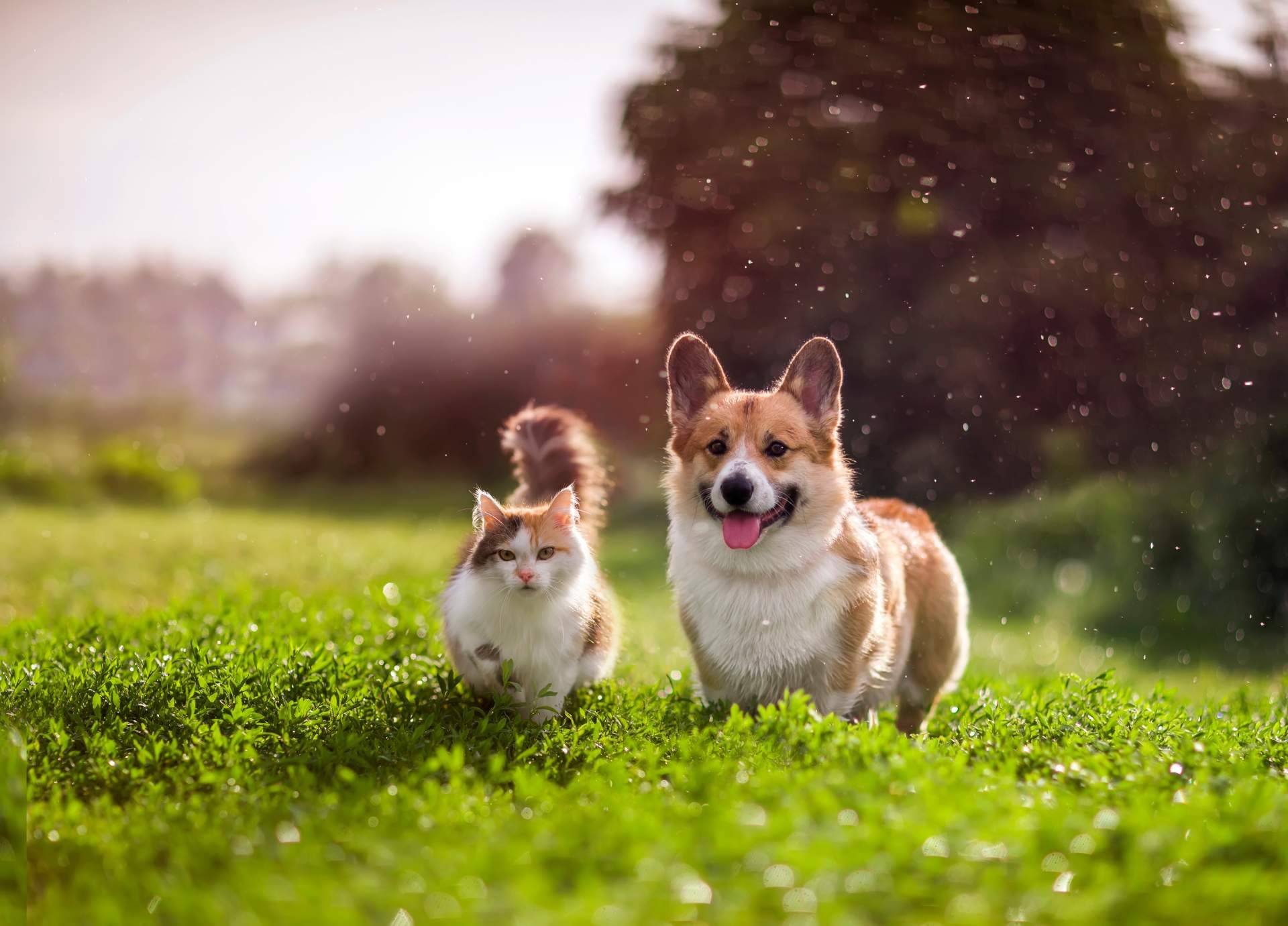 Encontrar una mascota perdida con esta iniciativa digital geolocalizada