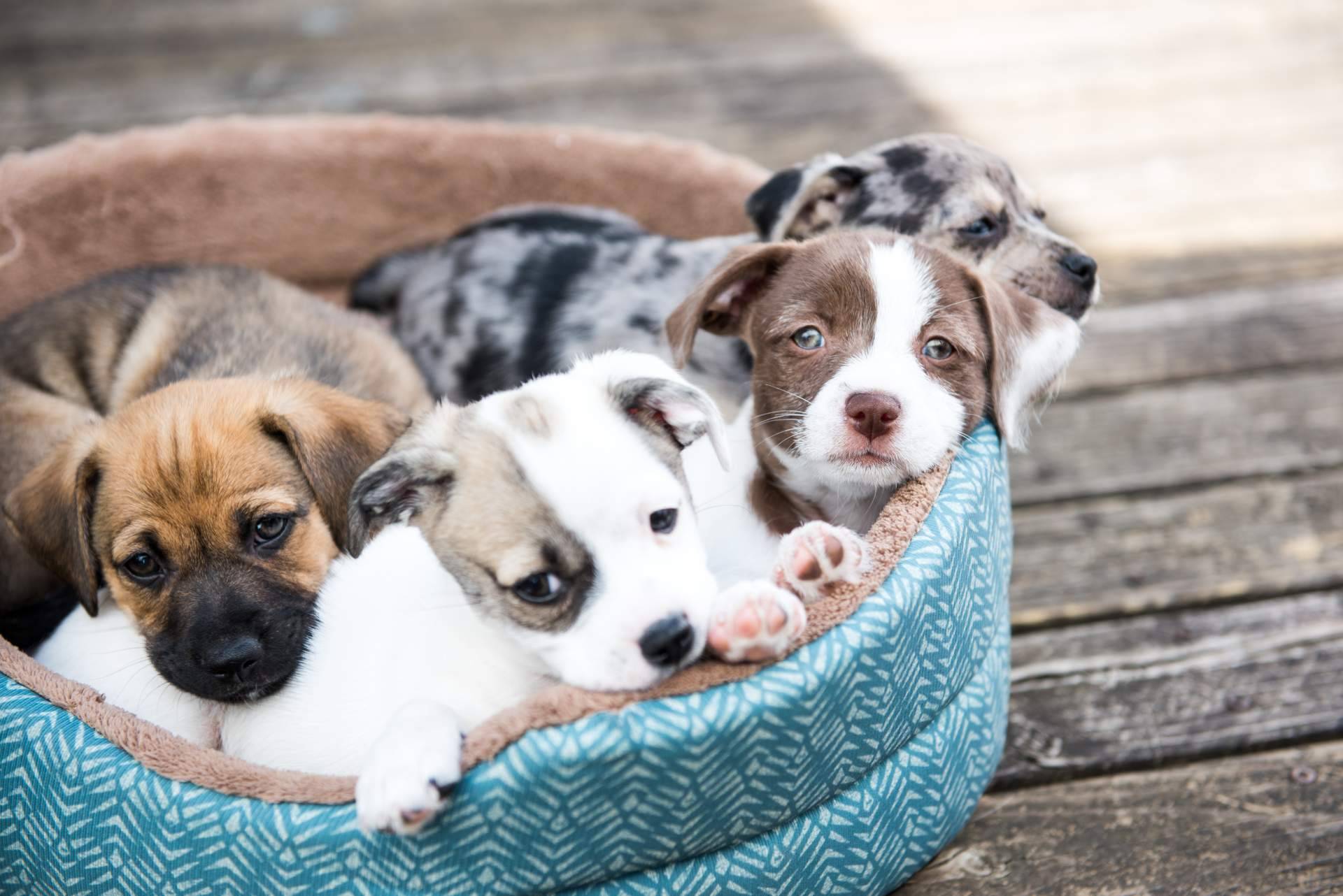 La experiencia de Cachorros del Valle, cría profesional de perros