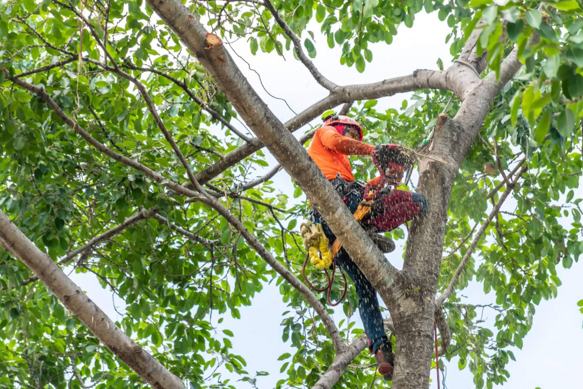 Podarama, el servicio de tala de árboles, poda de palmeras y mantenimiento de jardines