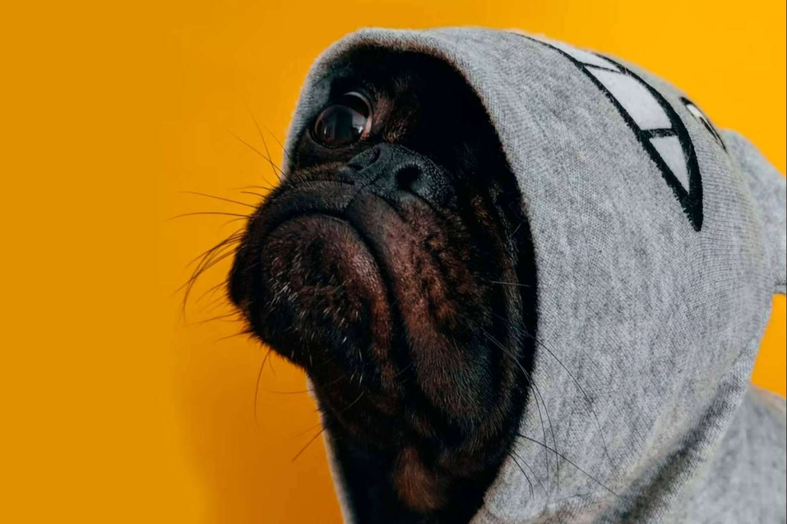 La Asociación Española de Perros de Apoyo explica si es bueno vestir a los perros