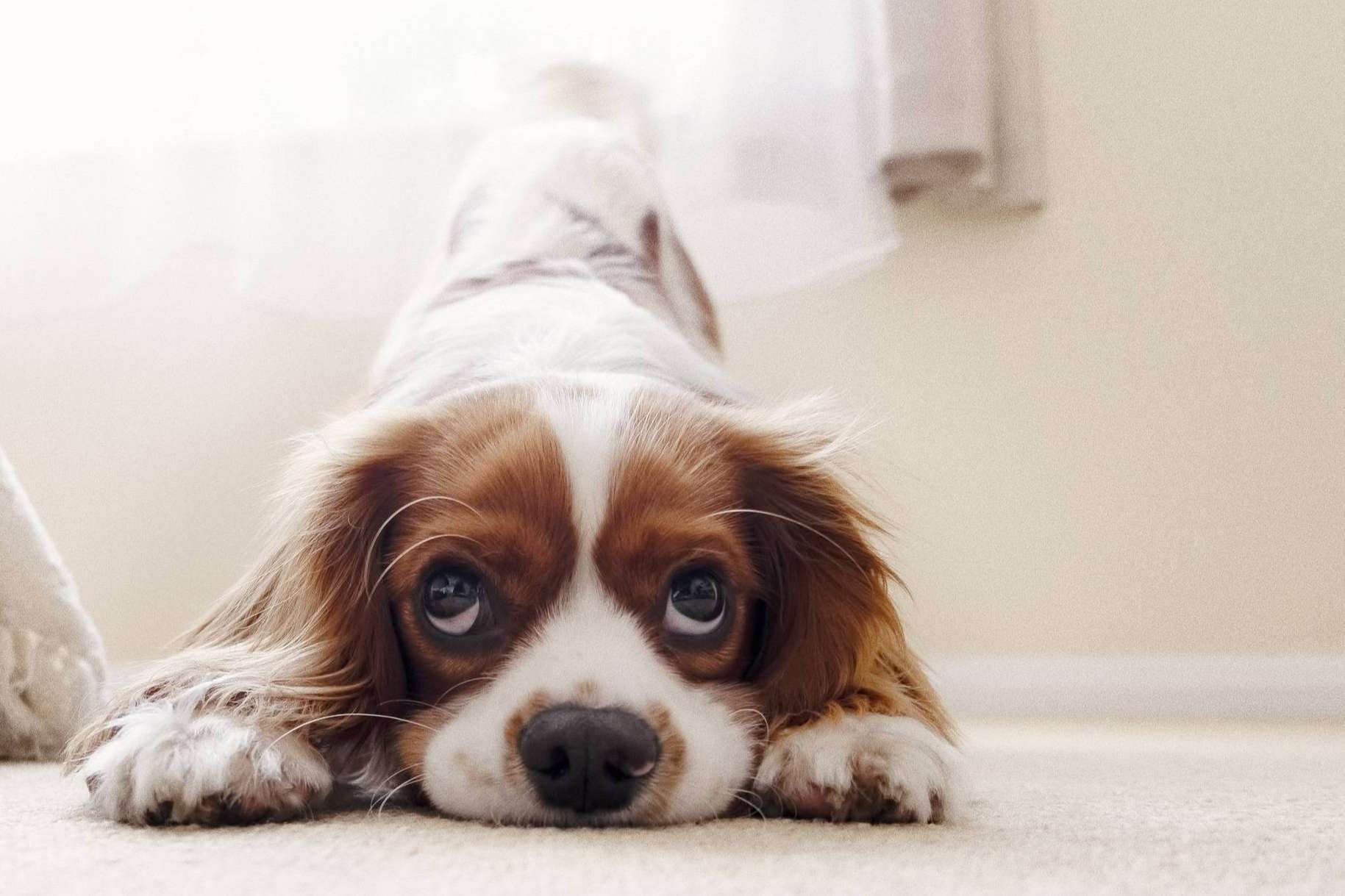 6 becas de 7.500 € para emprender un negocio propio, con 'Bécate', de El Perro Feliz