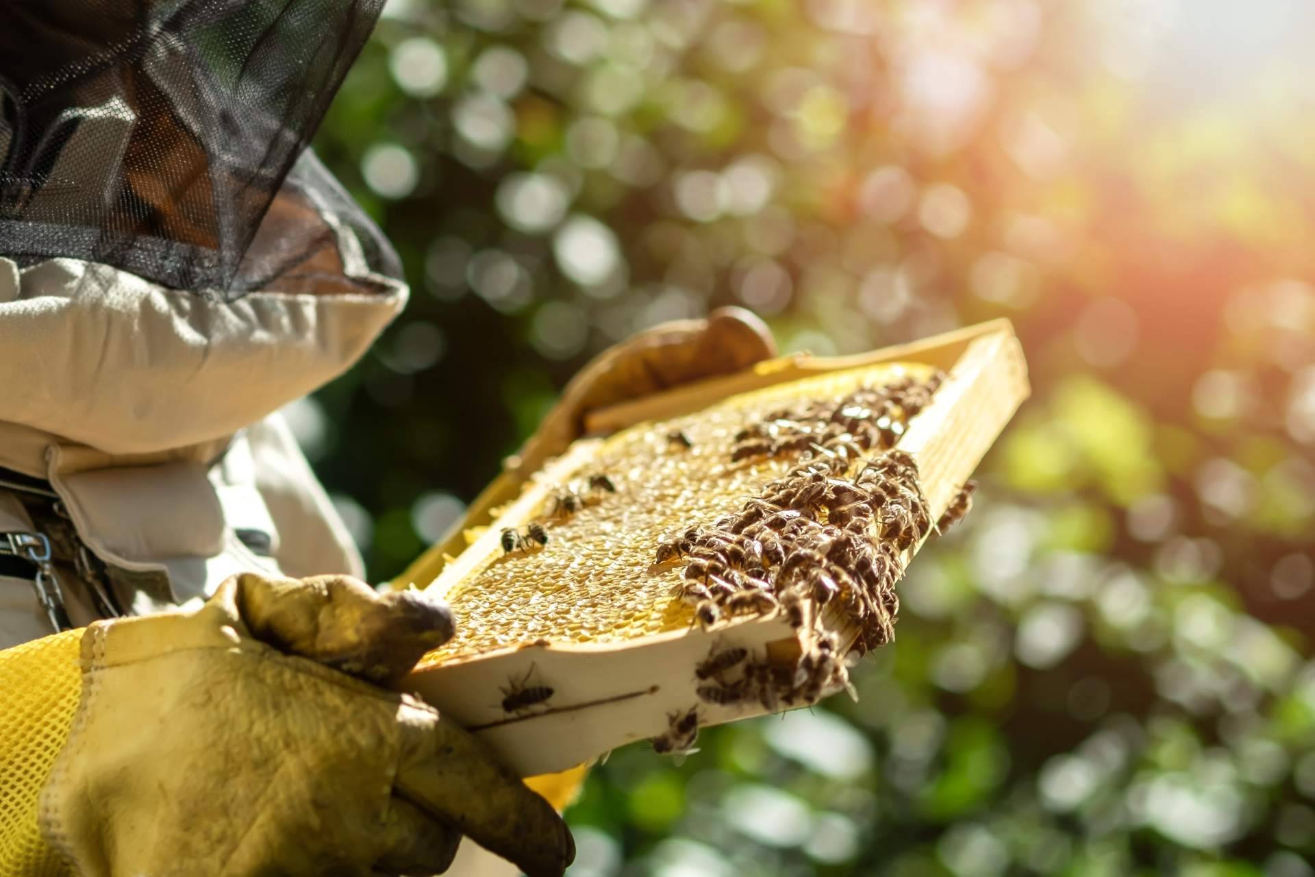 Beneficios de consumir la jalea real y propolis