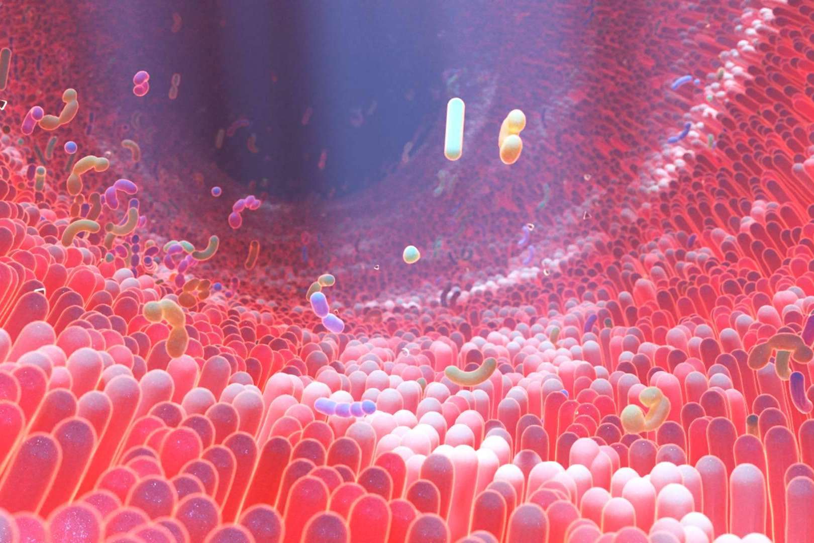 Mantener una microbiota intestinal saludable con los probióticos naturales de Bibefy