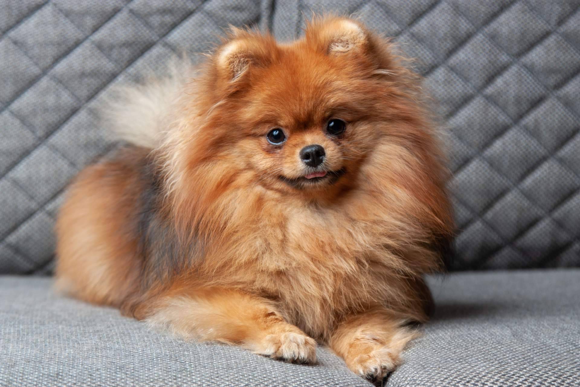 La sonoterapia en animales de compañía y sus beneficios, por El Perro Feliz