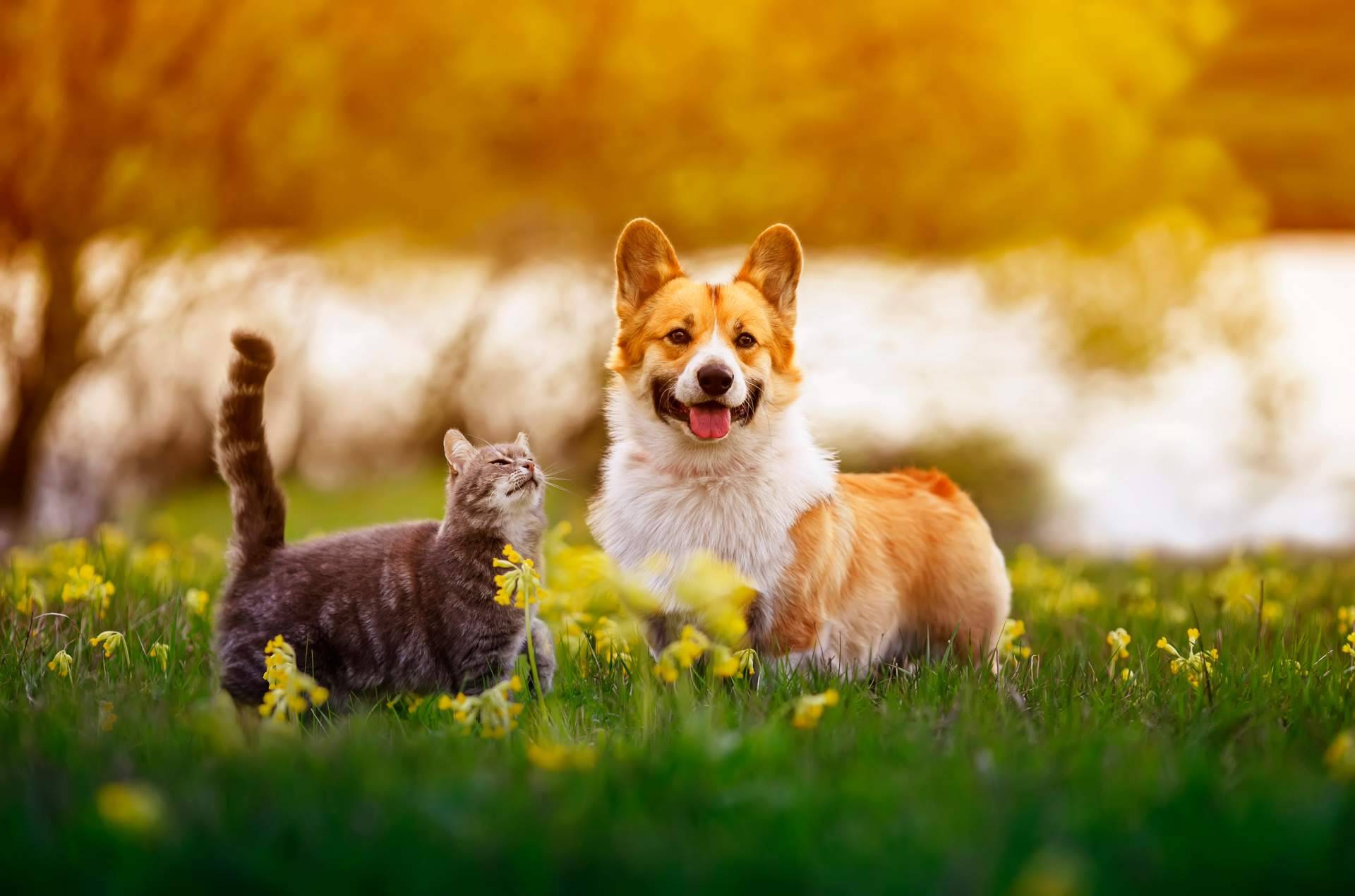 La creación de publicidad digital para encontrar gatos perdidos con mascotaperdida112.com
