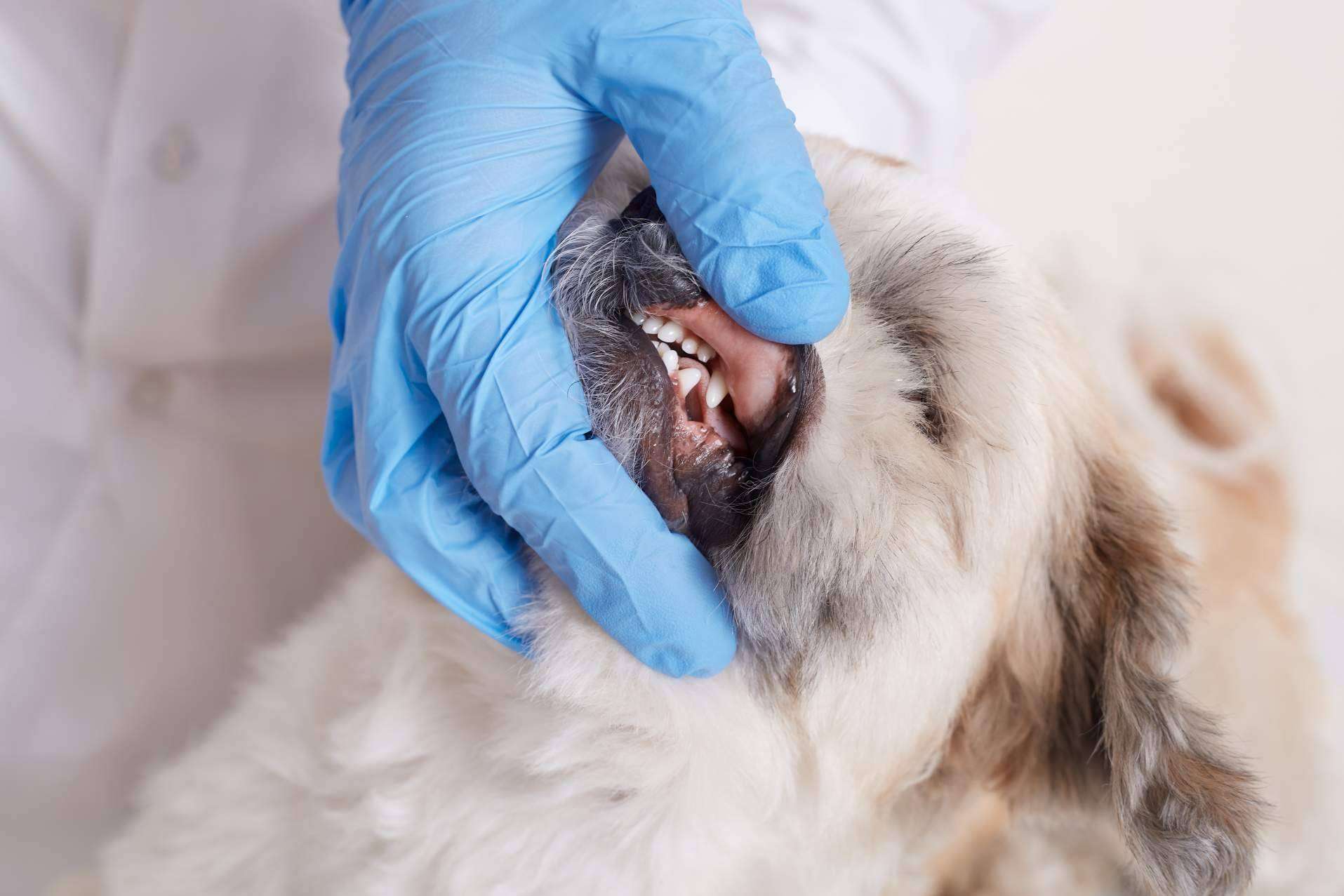 LovePets sobre las ventajas de los masticables para la salud dental de los perros