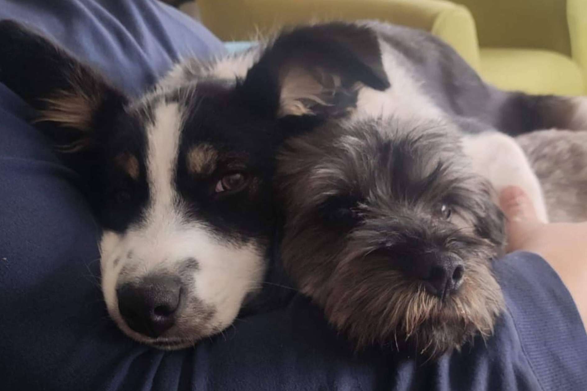 Qué hay que tener en cuenta a la hora de adoptar a un perro, según la Asociación Española de Perros de Apoyo