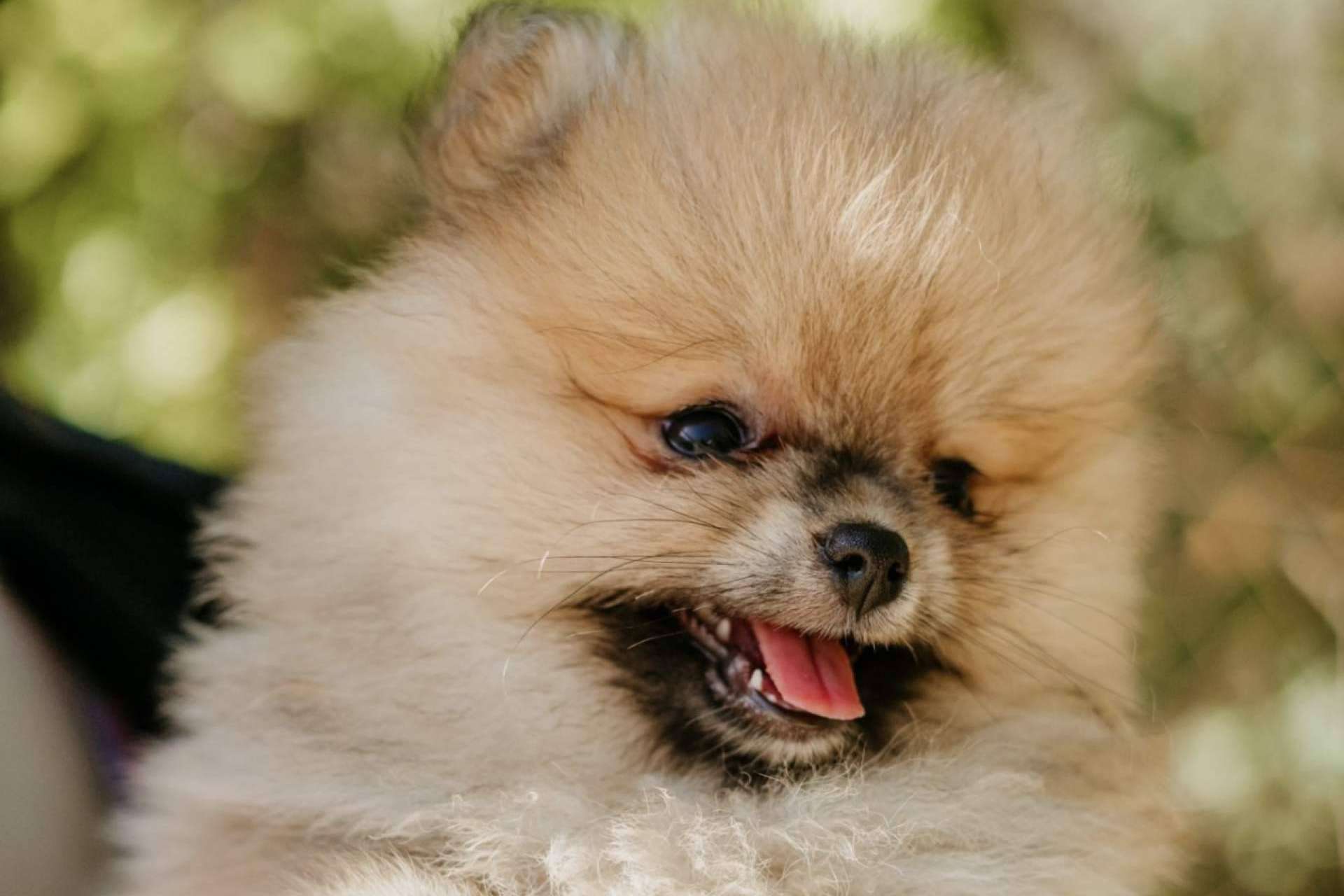 ¿Dónde encontrar un criadero de perros pequeños que destaque por su amor por los animales? Los Luceros de Vandalia
