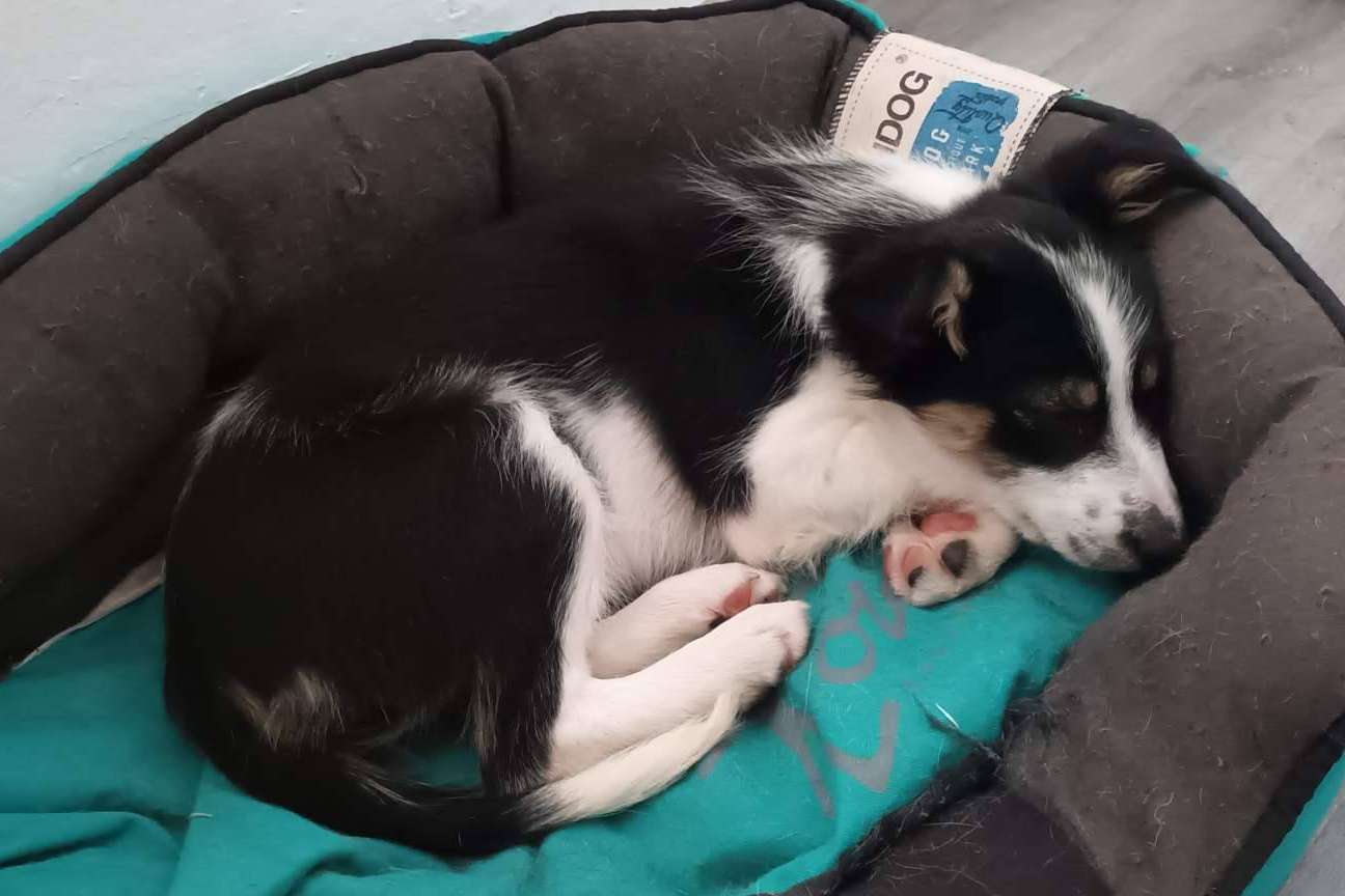 La importancia de educar a un perro desde cachorro, con Asociación Española de Perros de Apoyo