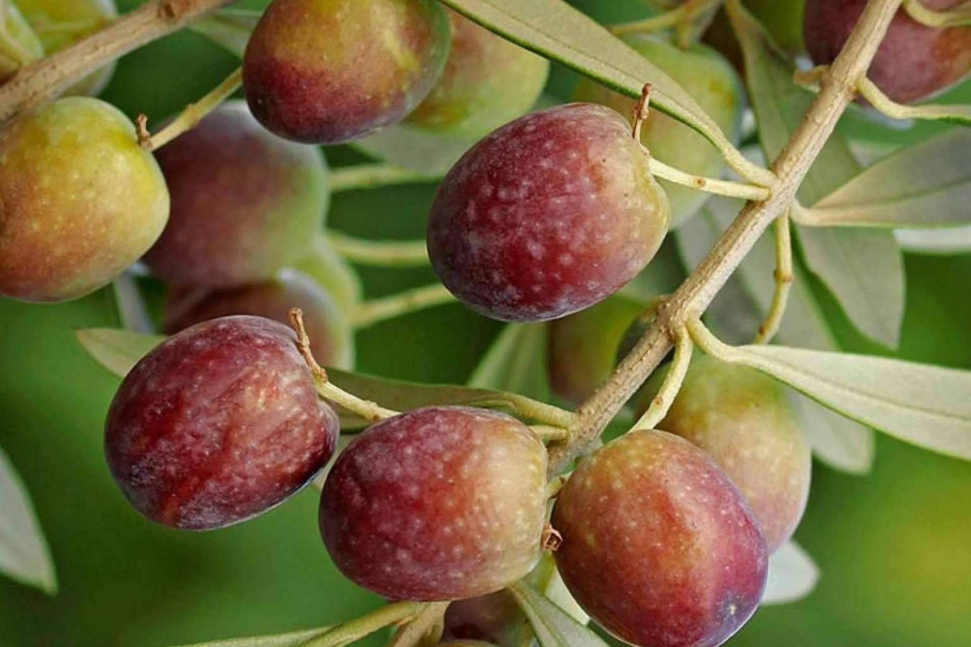 ¿Dónde se puede comprar un buen aceite de oliva virgen extra de calidad?