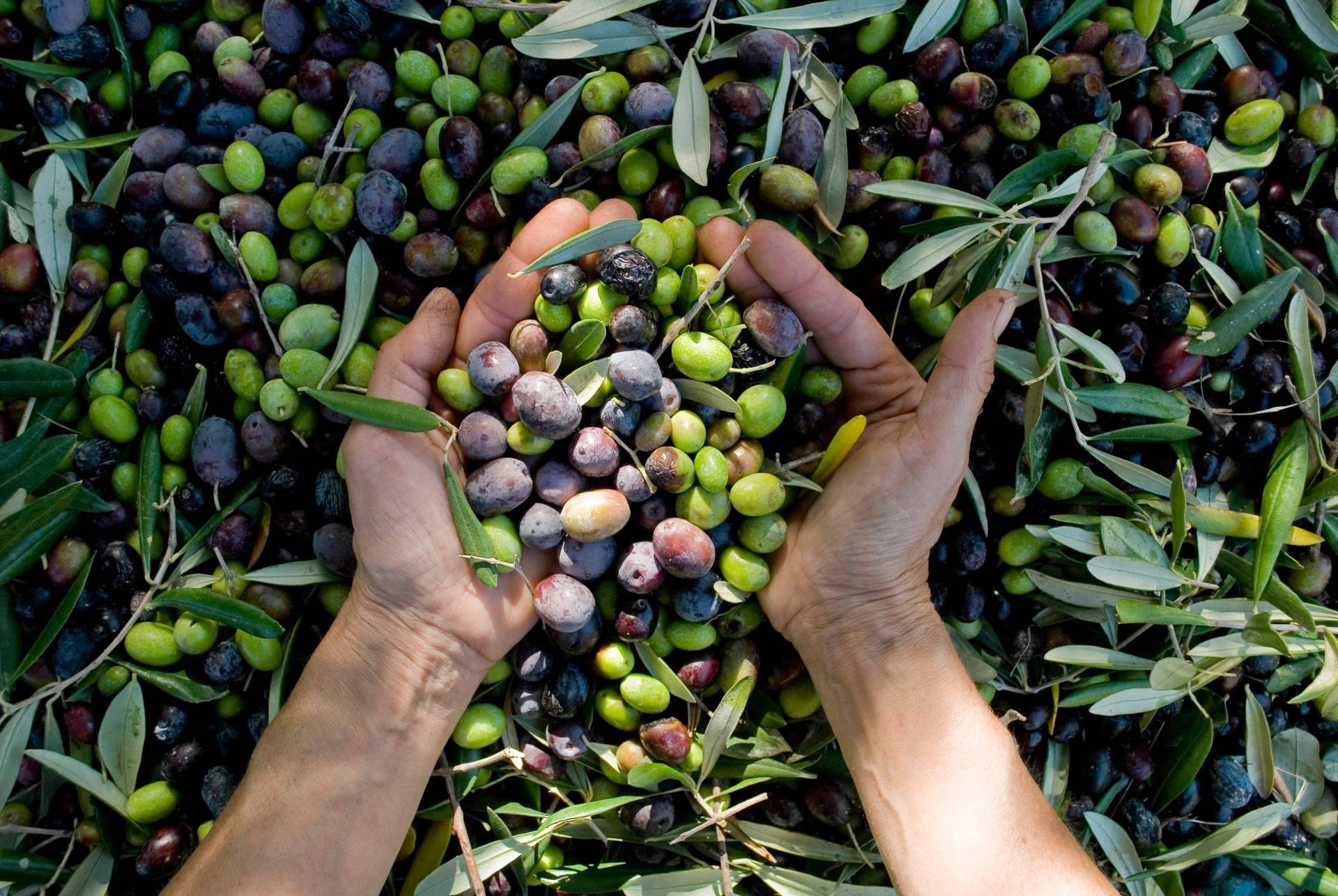 El proyecto para apadrinar un olivo centenario de El Aceite de la Vida