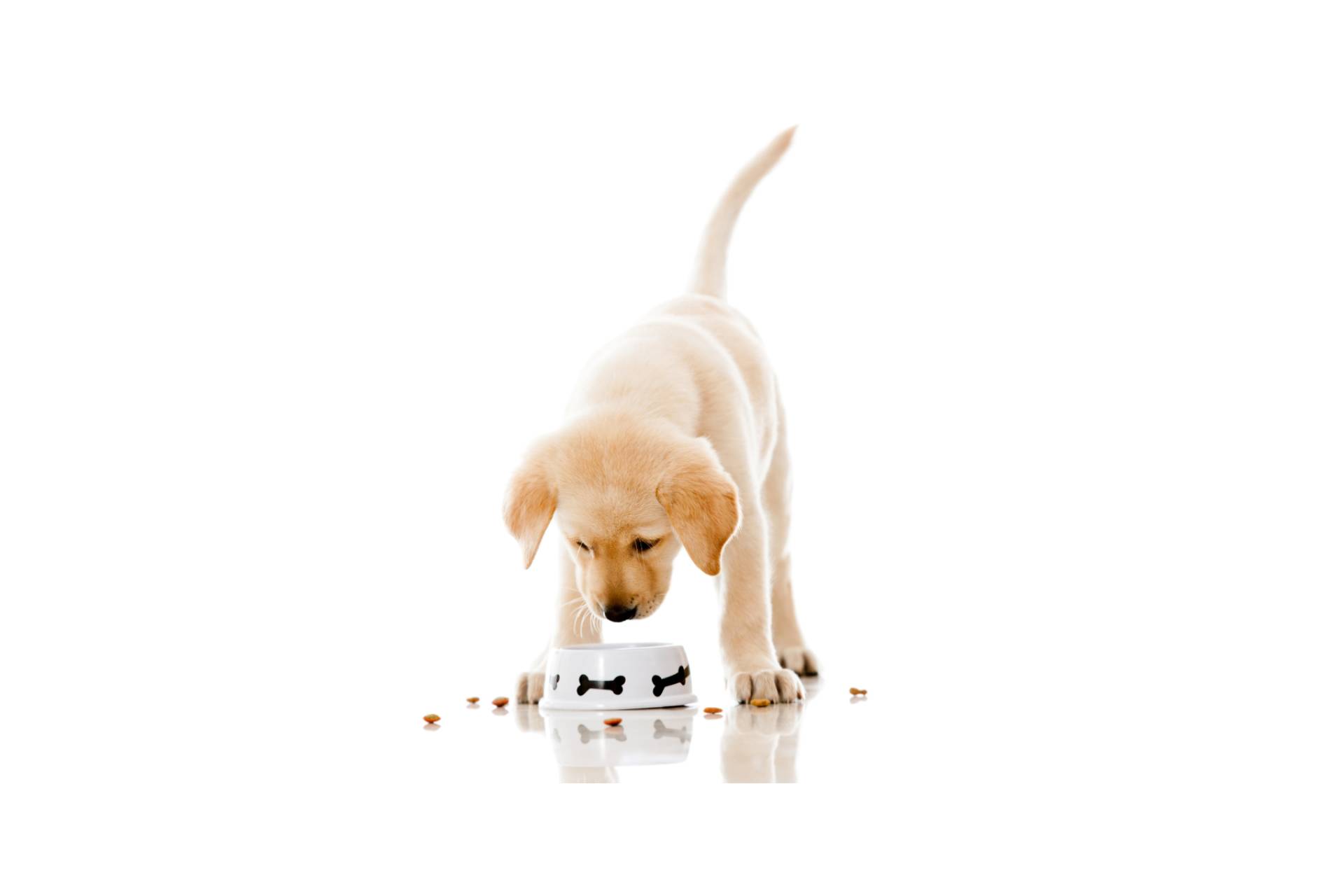 Por qué es importante no coger un cachorro en el mercado negro y adoptar cachorros con criadores de confianza