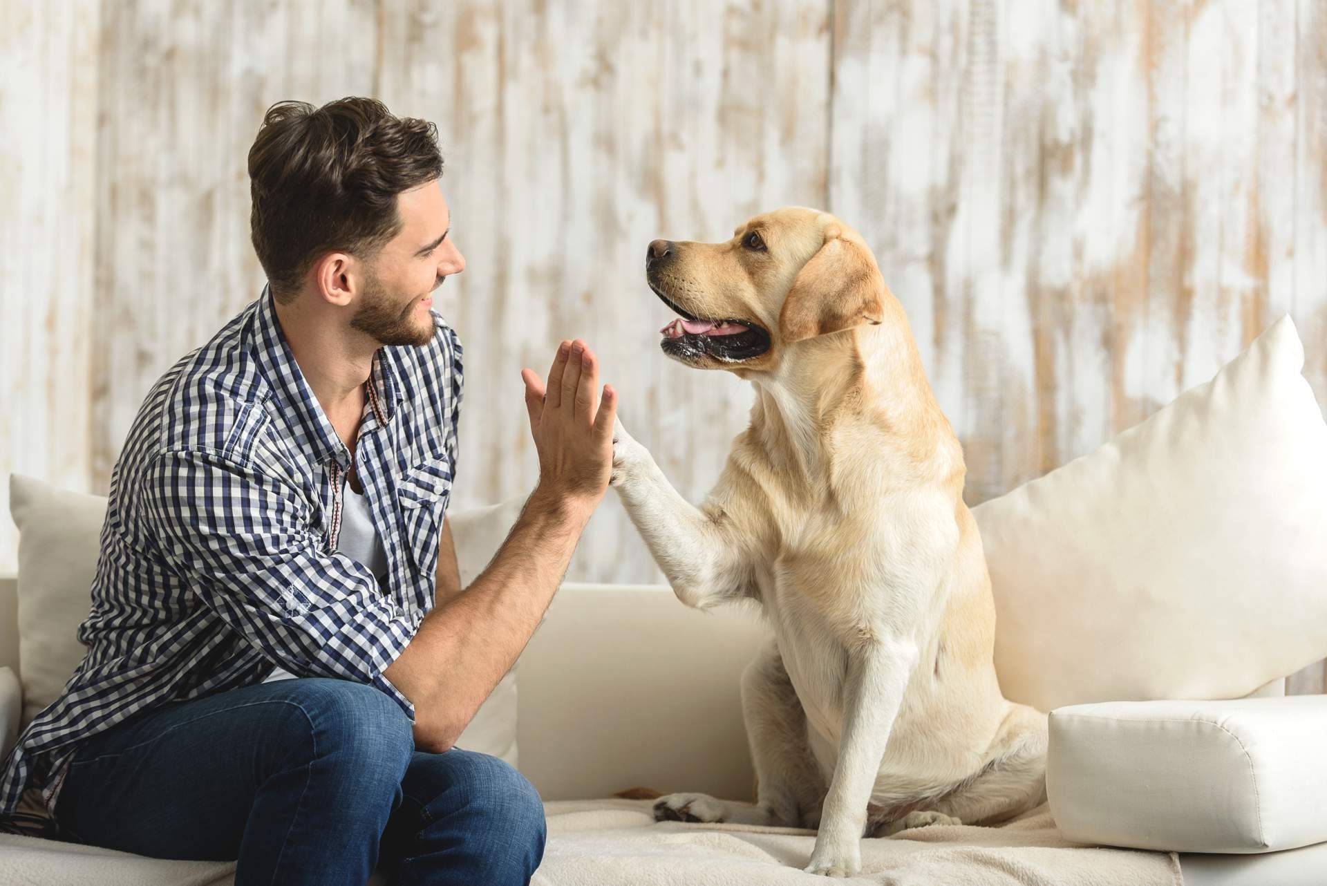 Todo acerca de la nueva Ley de Bienestar Animal si se tiene una mascota