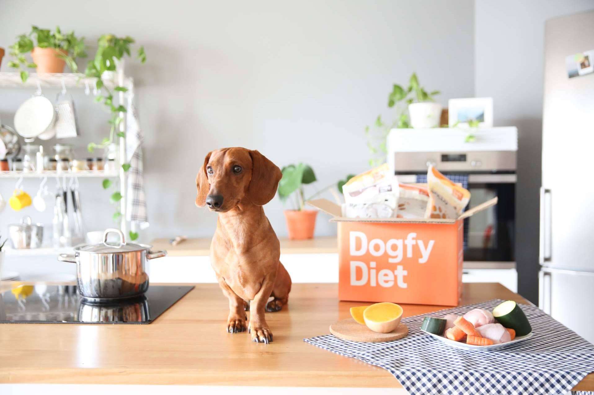 ¿Un perro que todavía come pienso? Dogfy Diet dispone de una alternativa de alimentación natural para perros