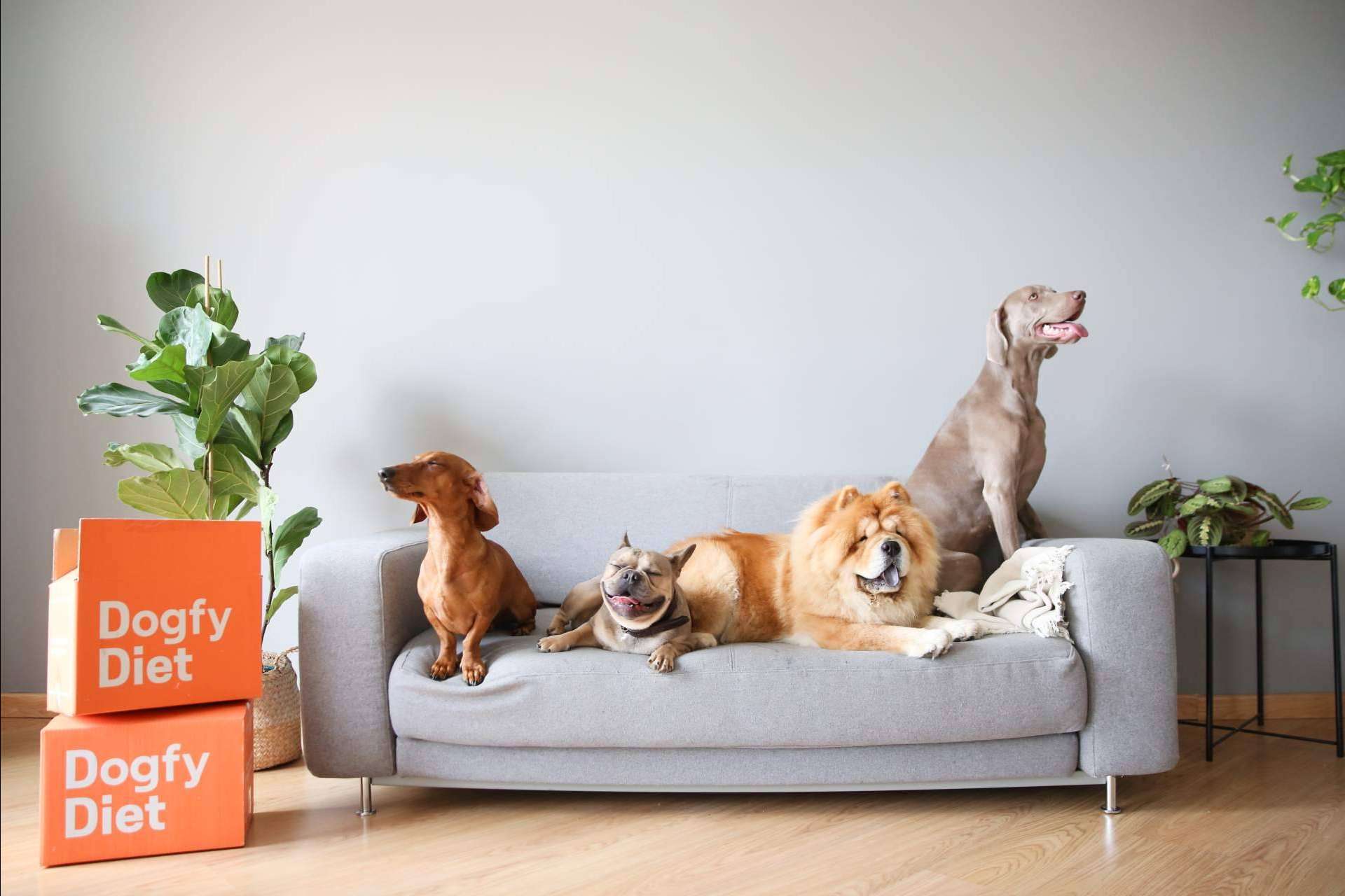 Dogfy Diet y los beneficios de la comida natural para perros