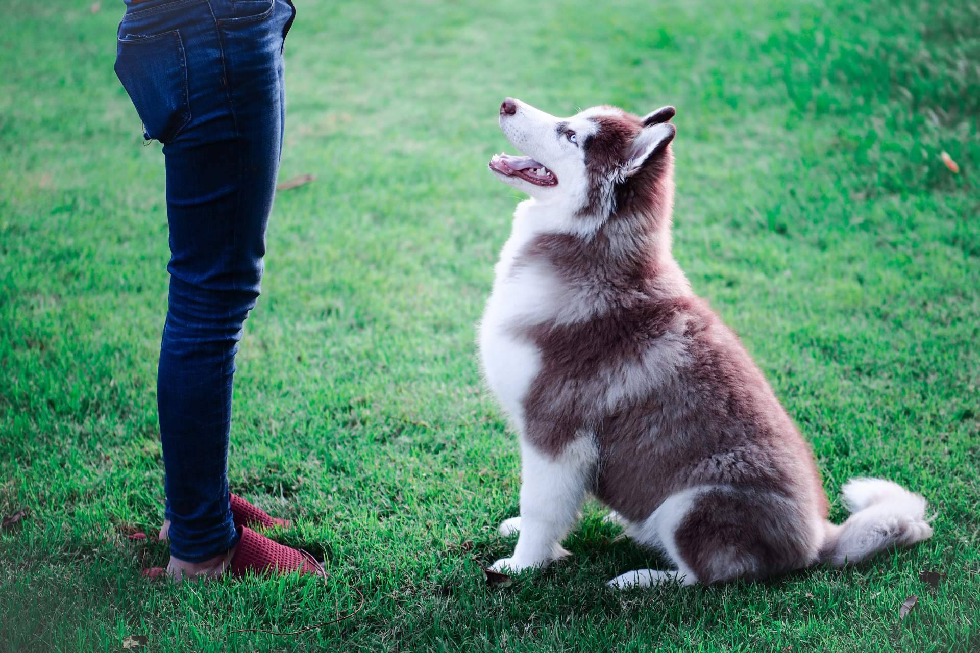 Cursos para ser adiestrador canino con Adican en Madrid