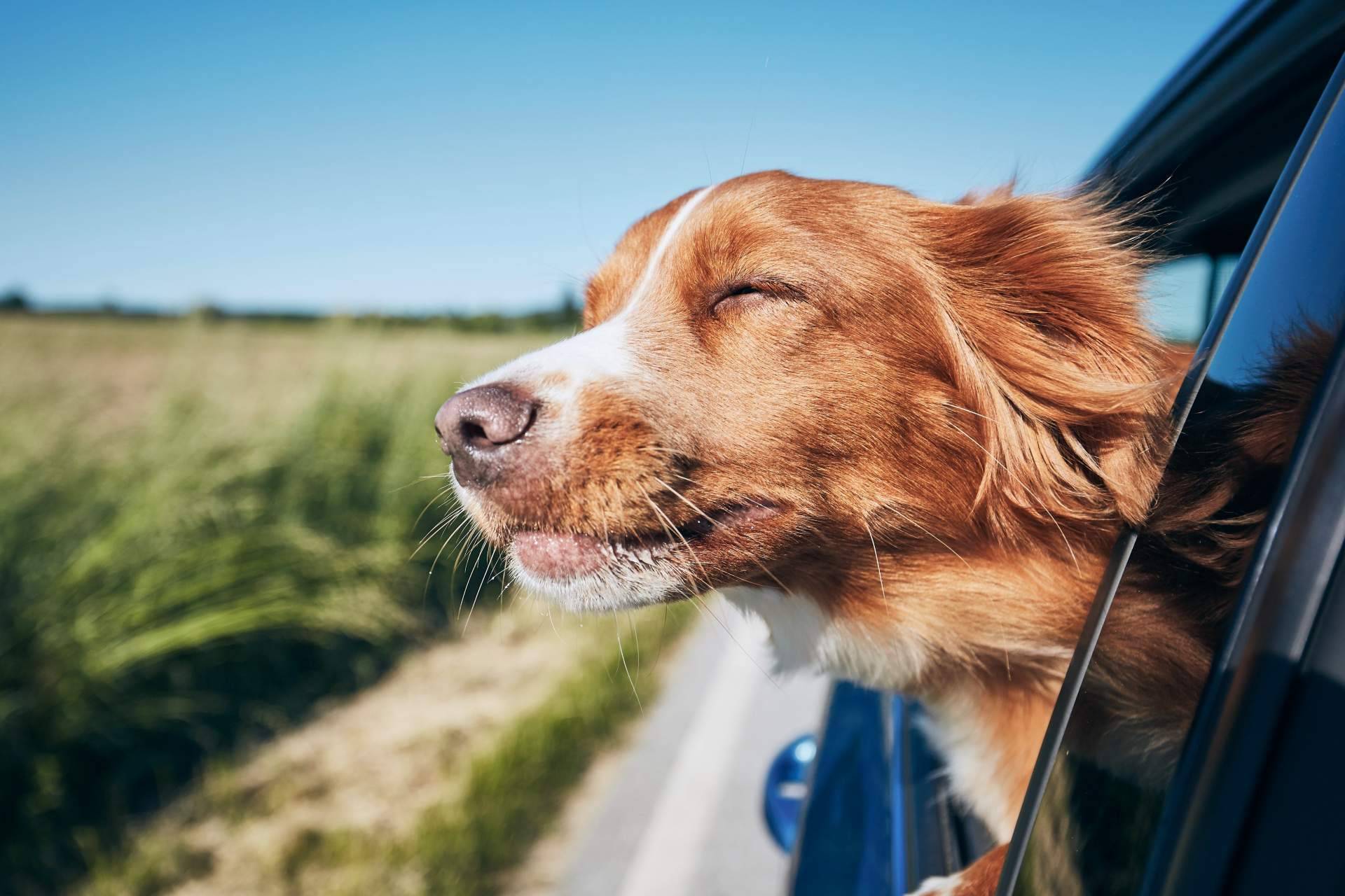 Cosas a tener en cuenta al viajar con un perro