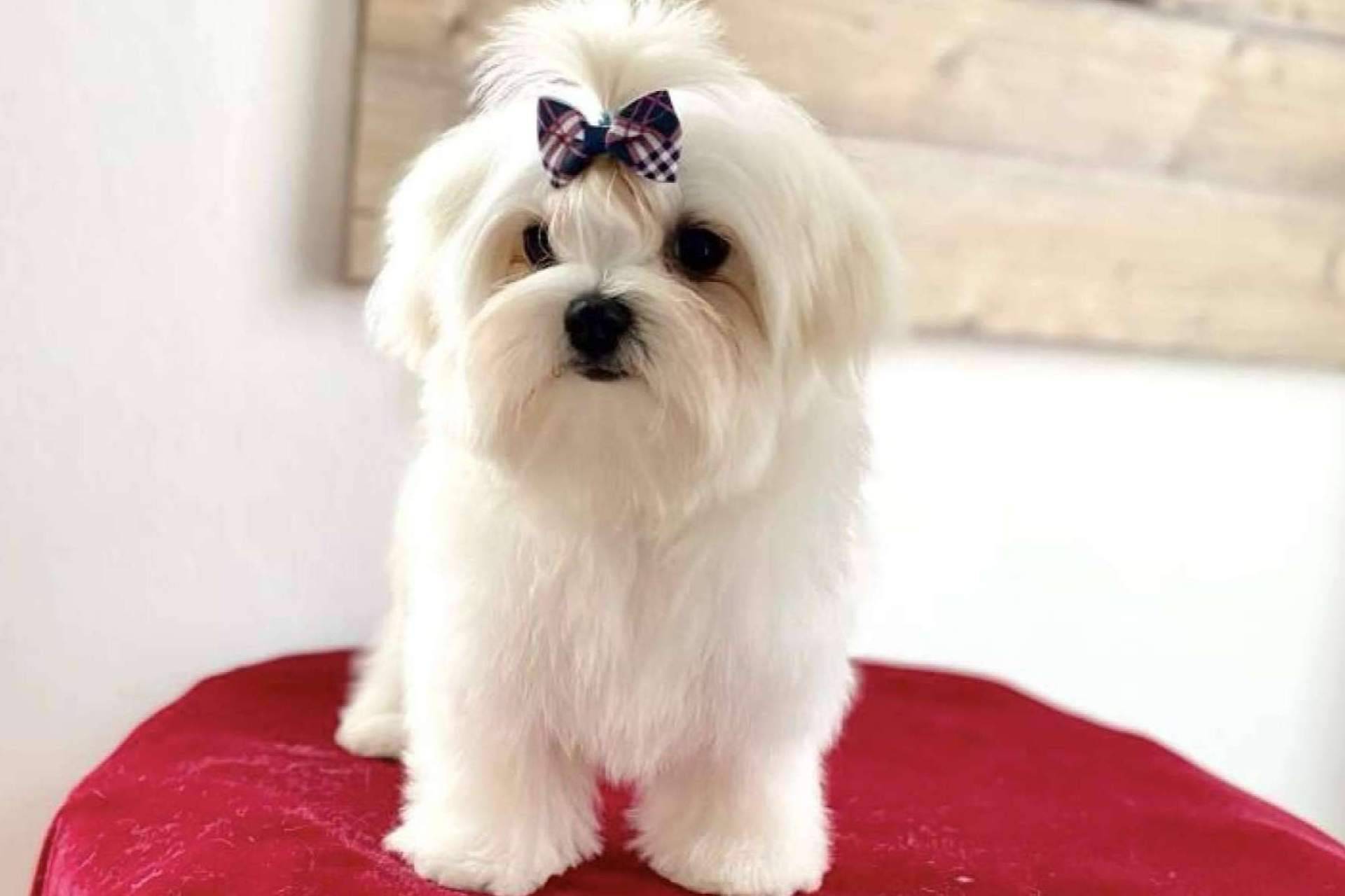 El bichón maltés, un perro simpático y juguetón